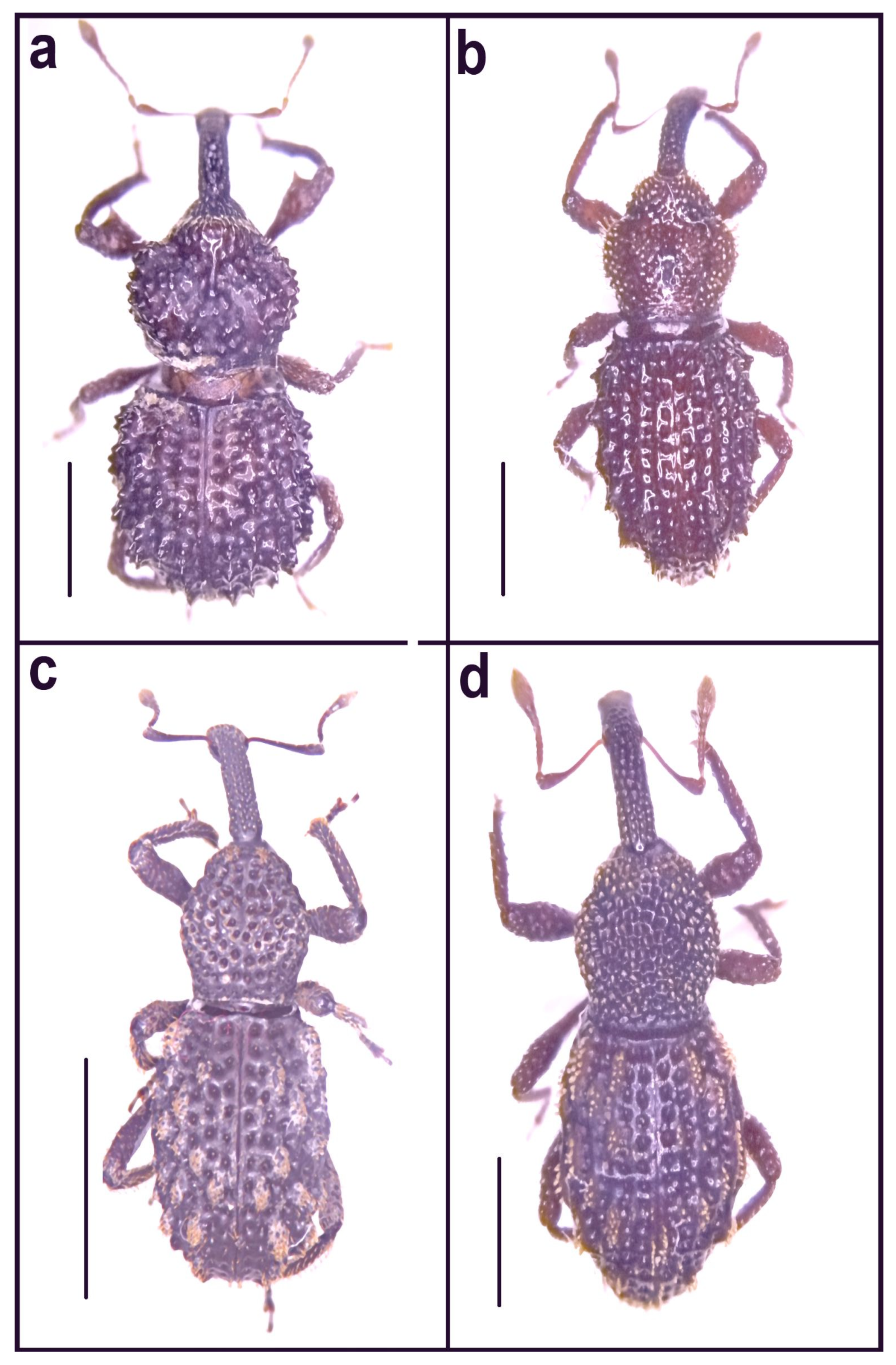 Diversity 14 00871 g016 Diversity 14 00871 g016