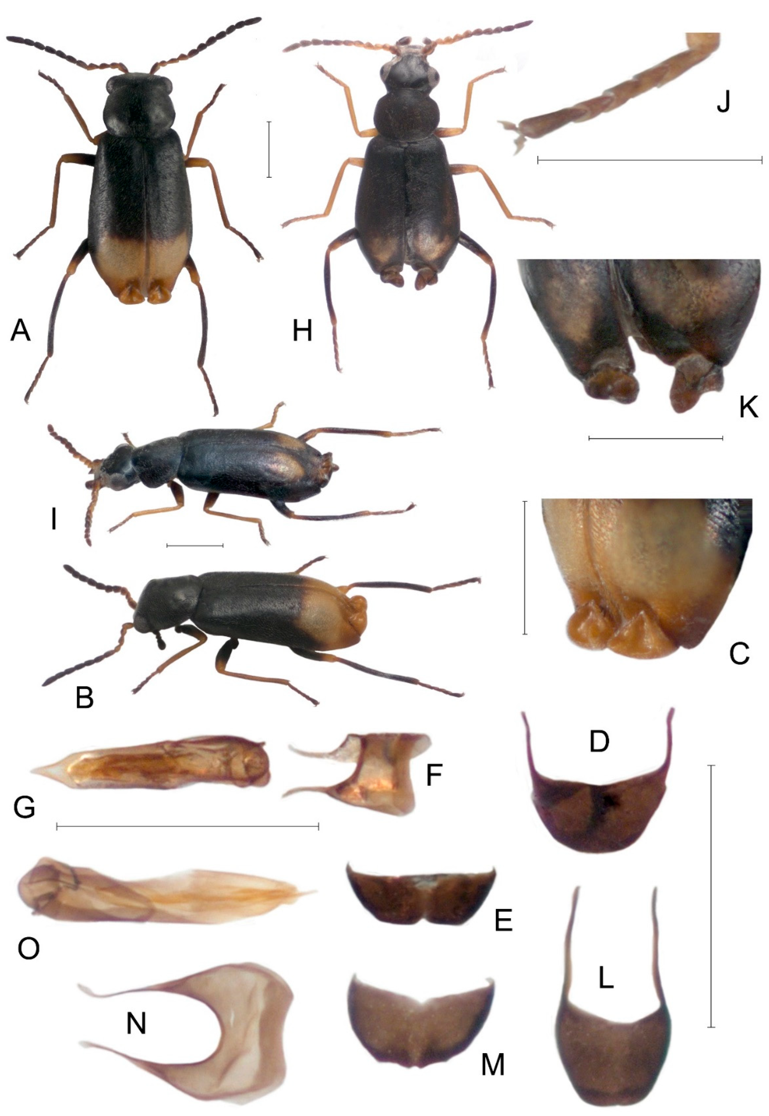 Diversity 14 00875 g001 Diversity 14 00875 g001