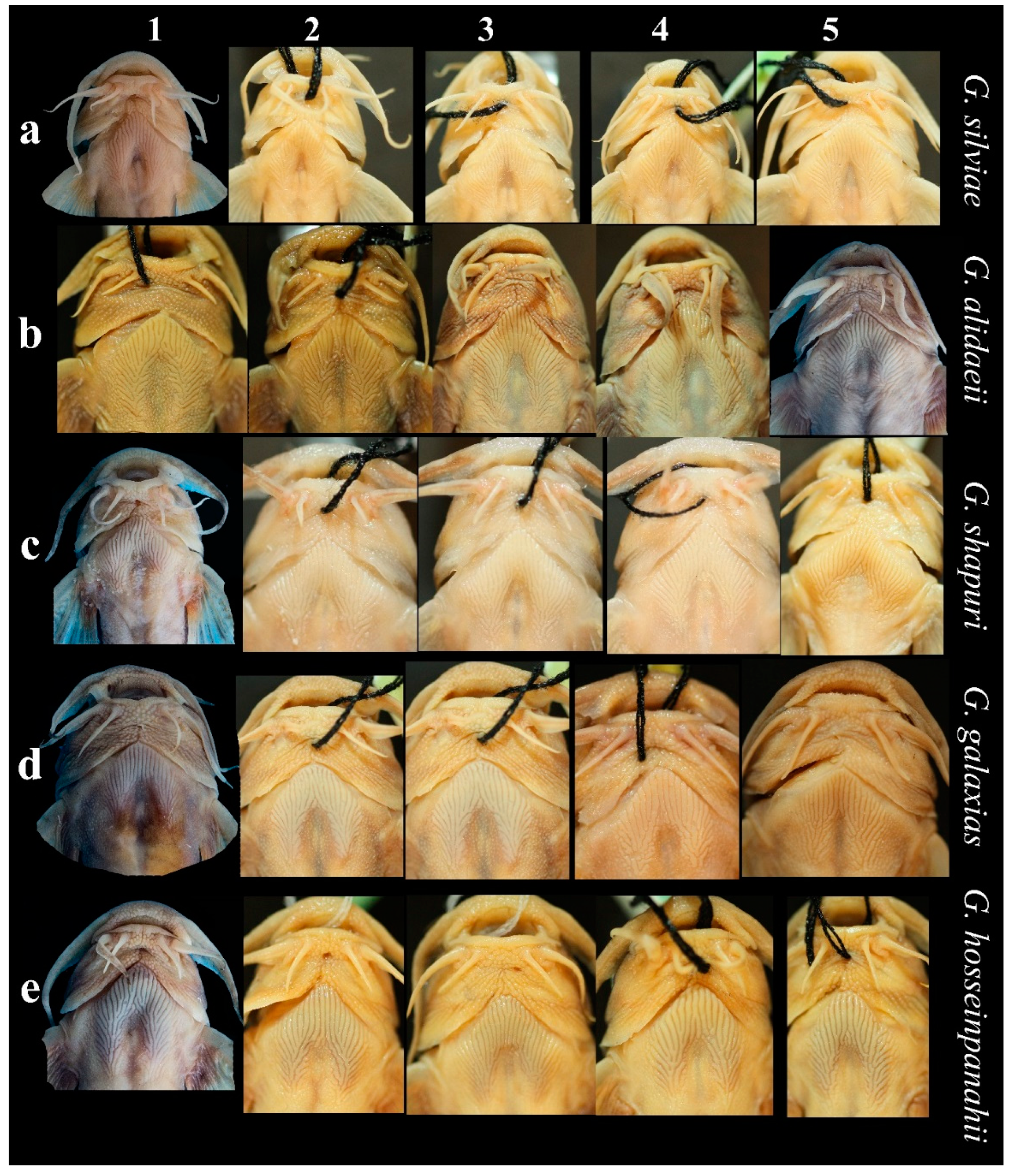 Diversity 14 00884 g005