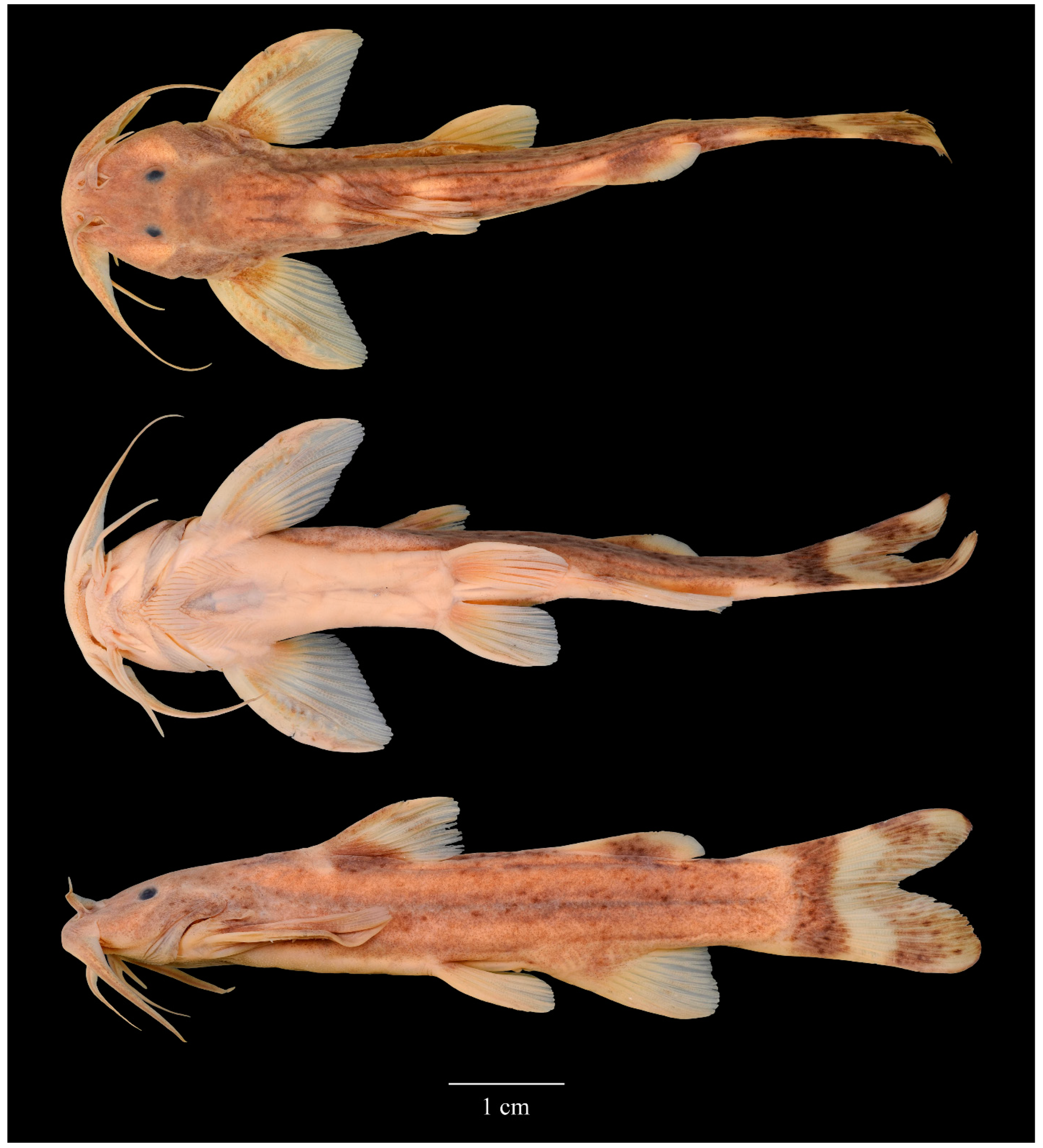 Diversity 14 00884 g007