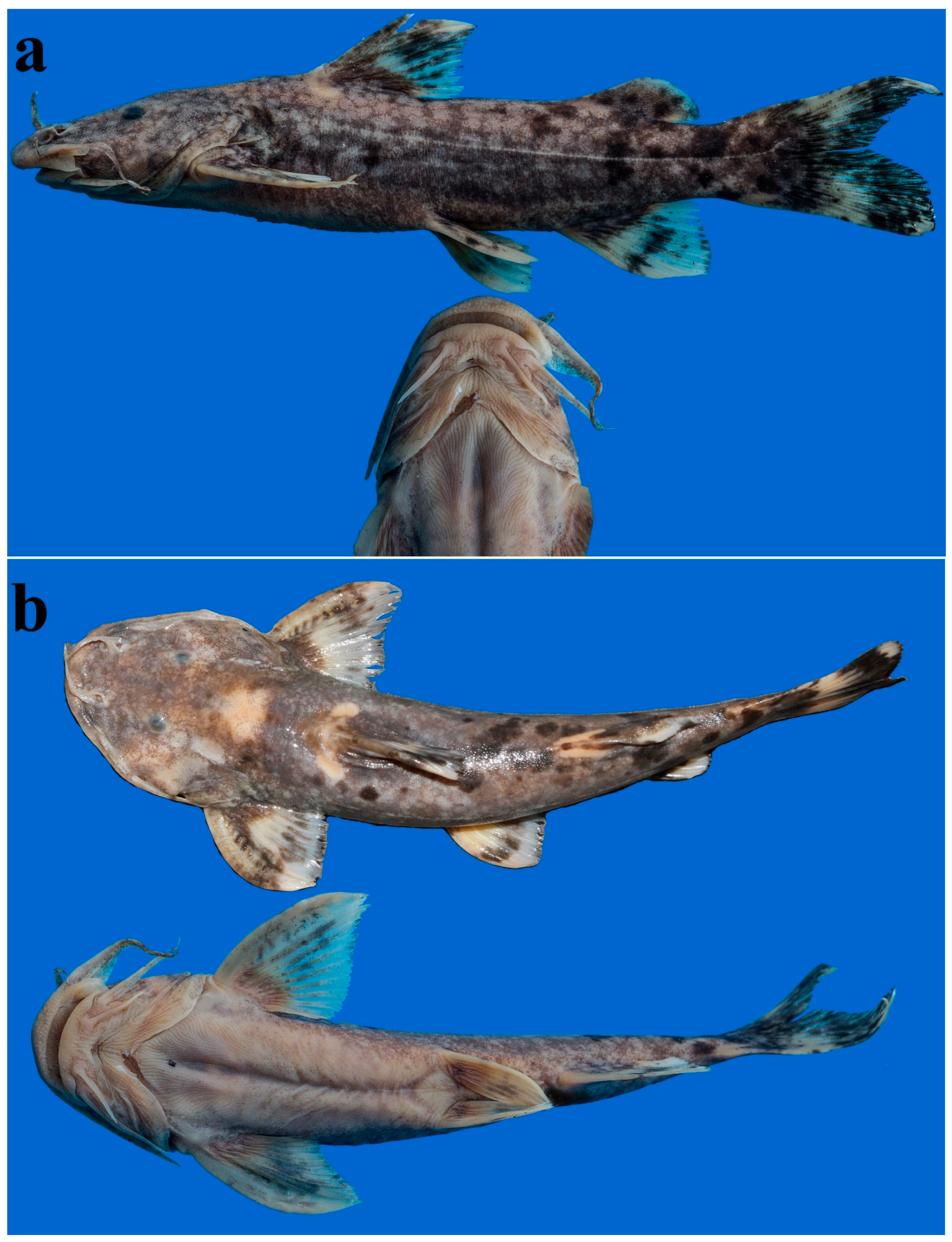 Diversity 14 00884 g008