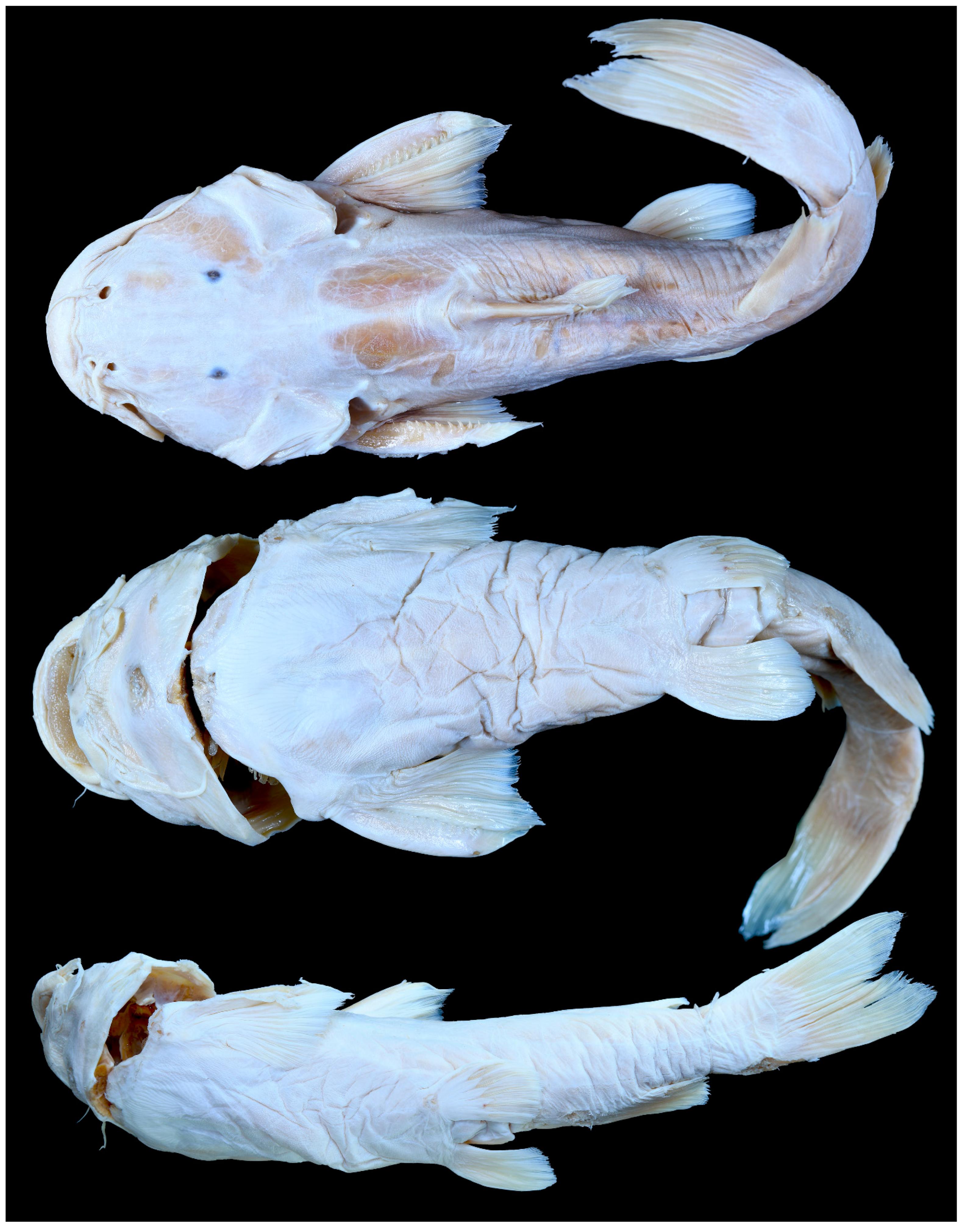 Diversity 14 00884 g009