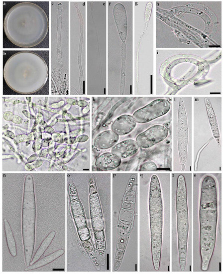 Diversity 14 00889 g003