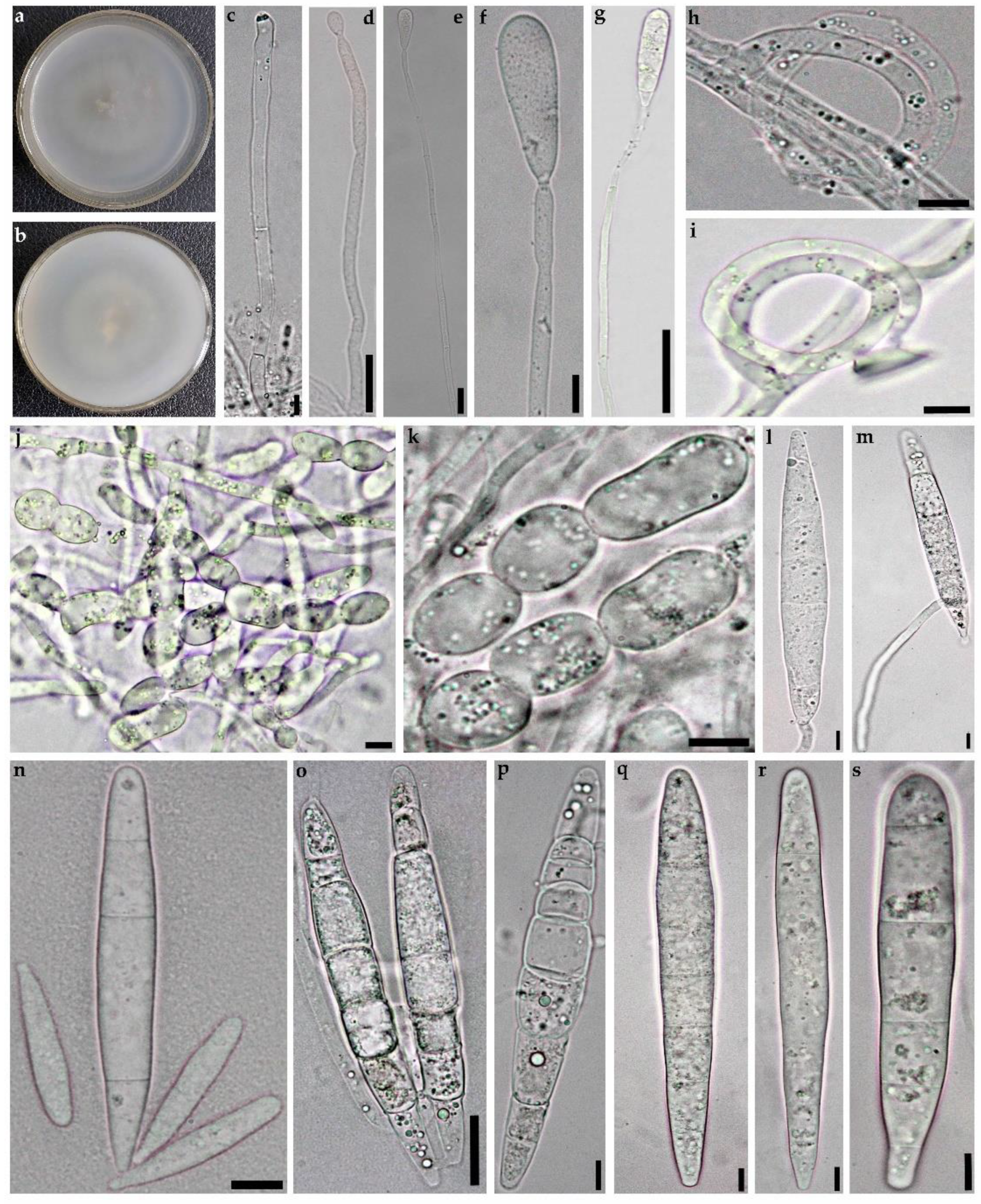 Diversity 14 00889 g003 Diversity 14 00889 g003