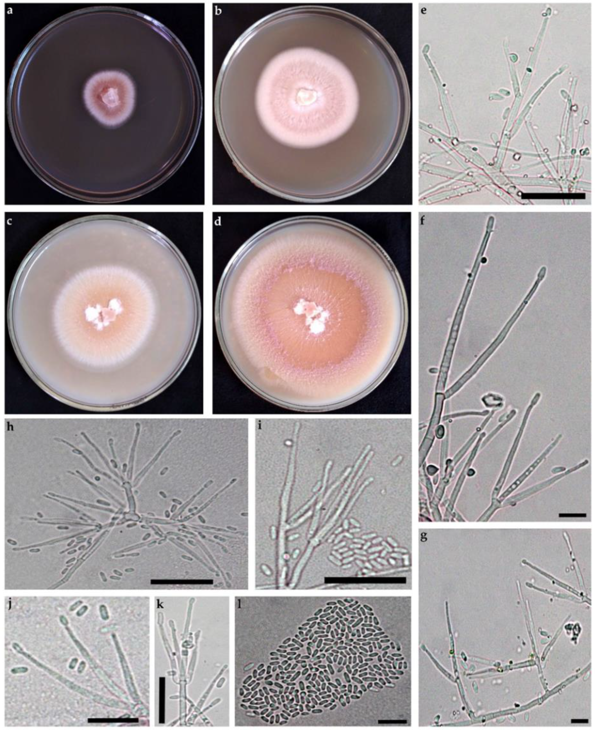 Diversity 14 00889 g004 Diversity 14 00889 g004