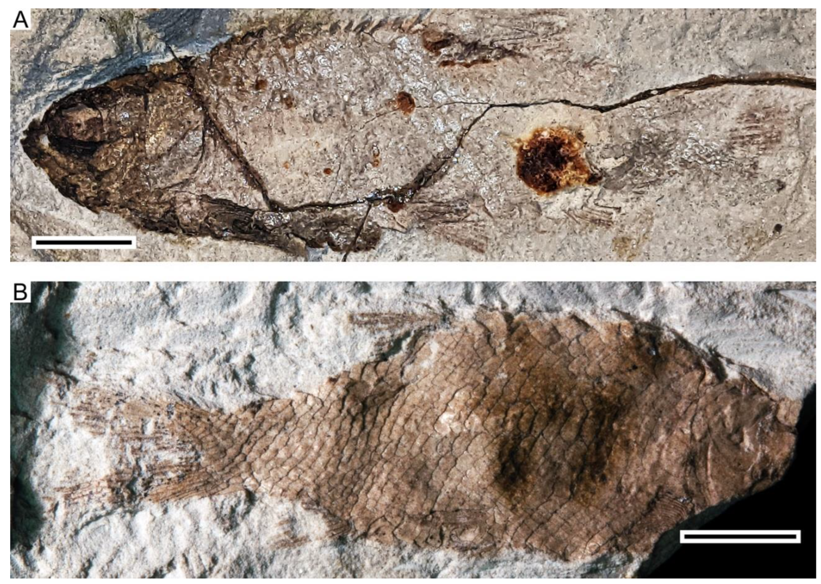 Diversity 14 00901 g001