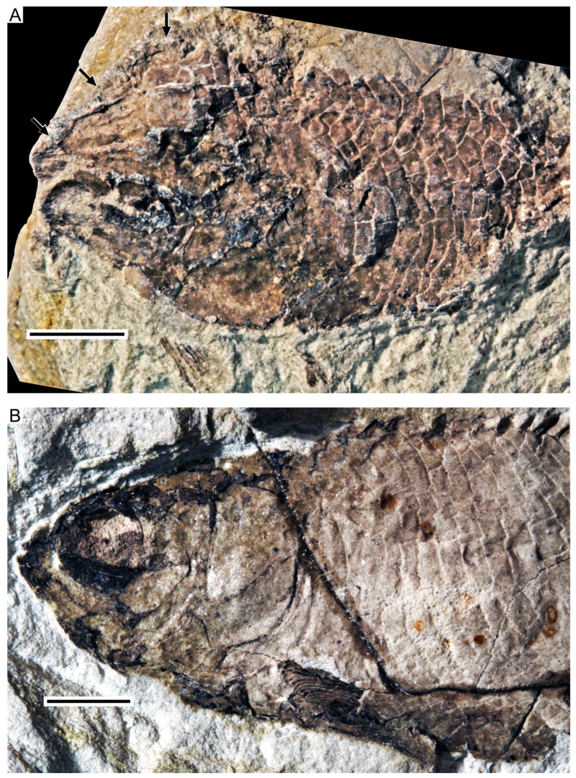 Diversity 14 00901 g002