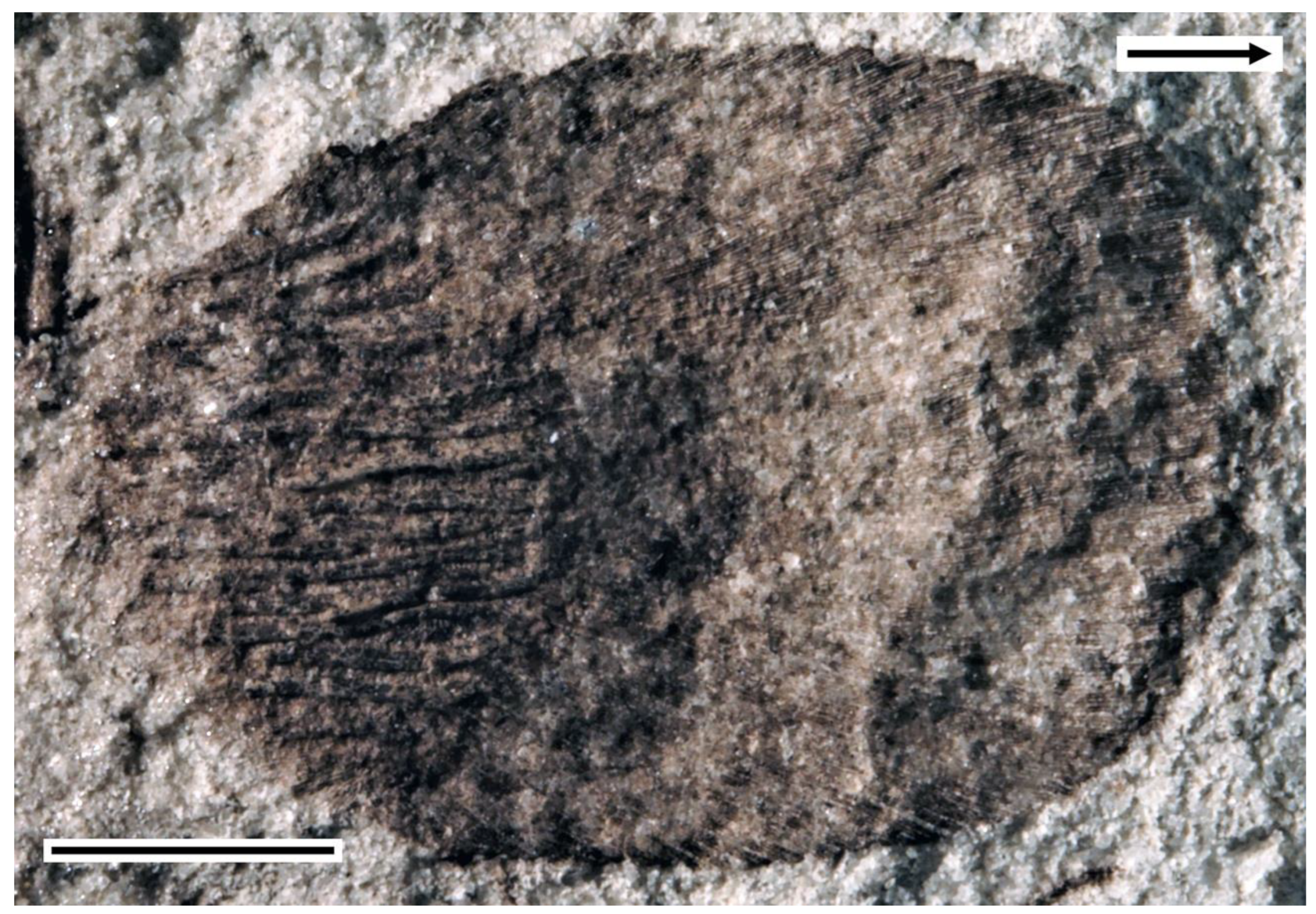 Diversity 14 00901 g006