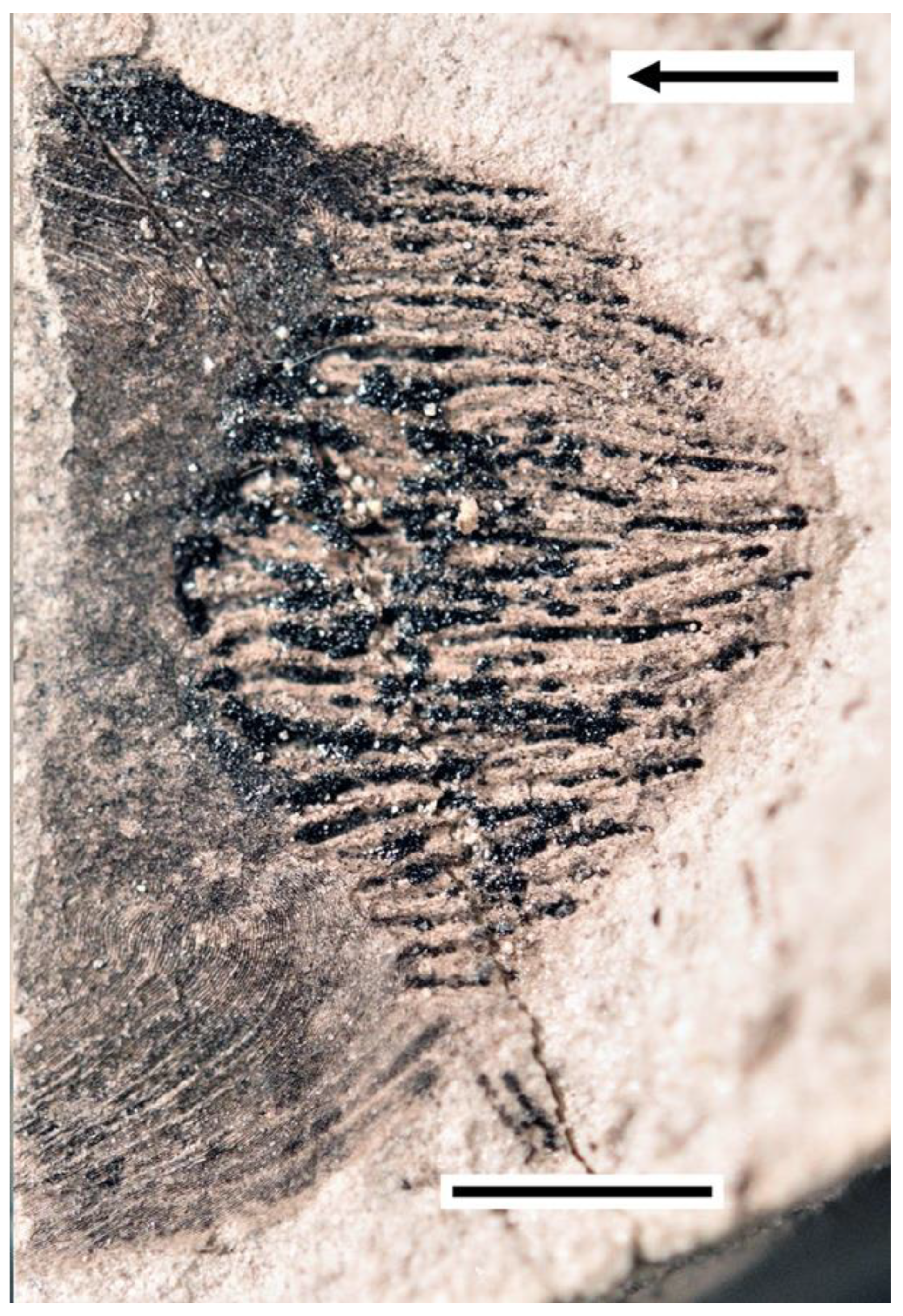 Diversity 14 00901 g007