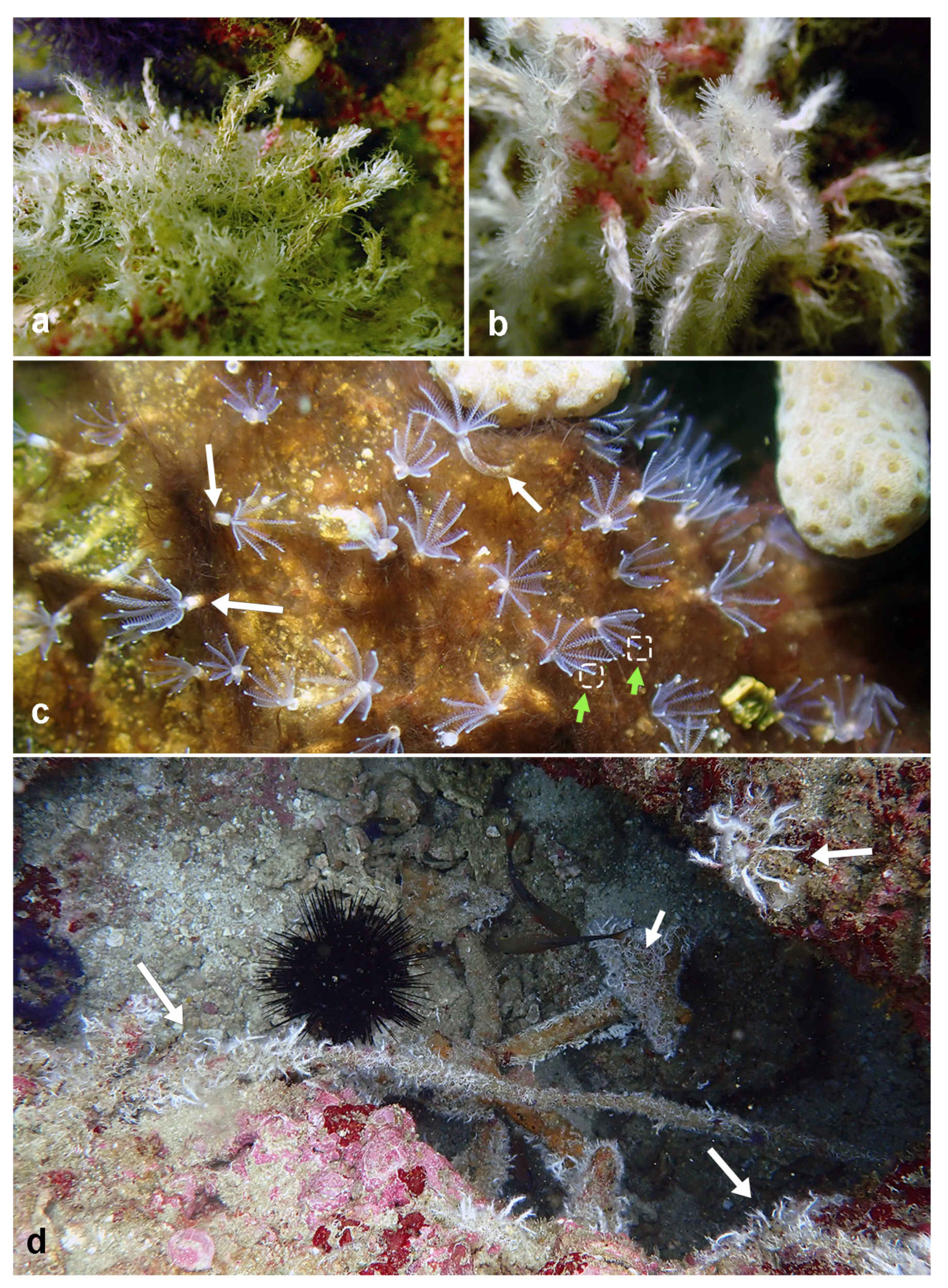 Diversity 14 00902 g002