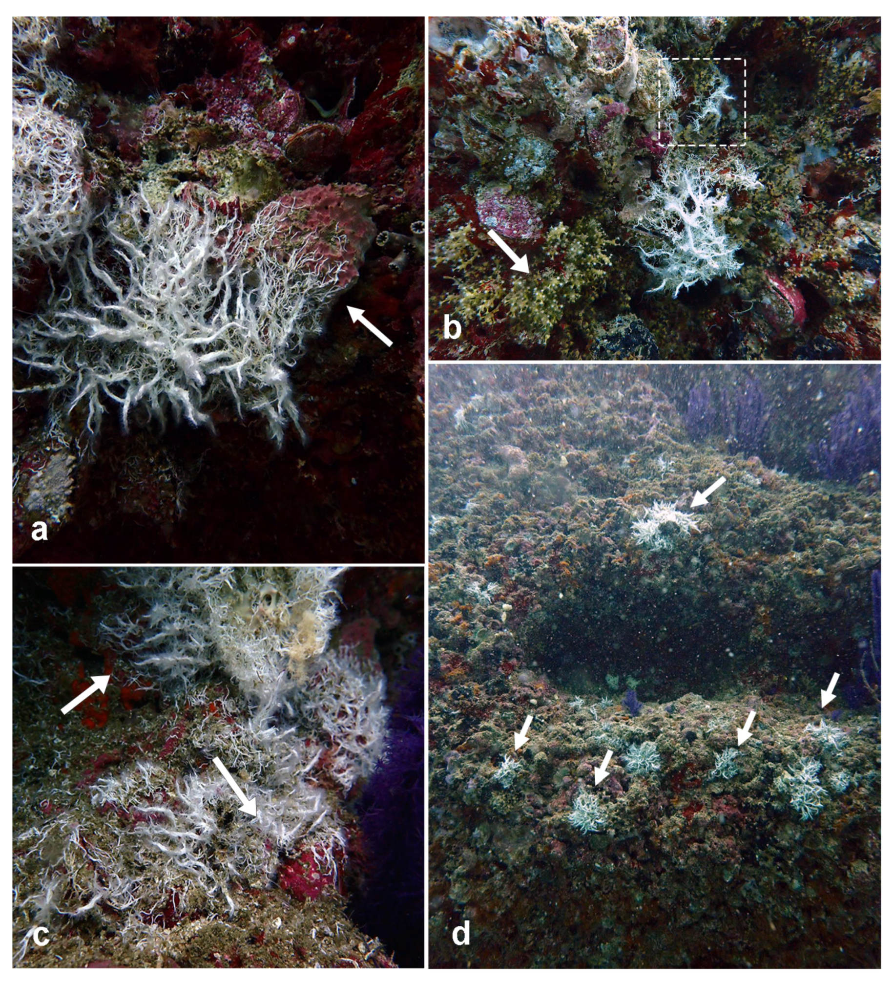 Diversity 14 00902 g003