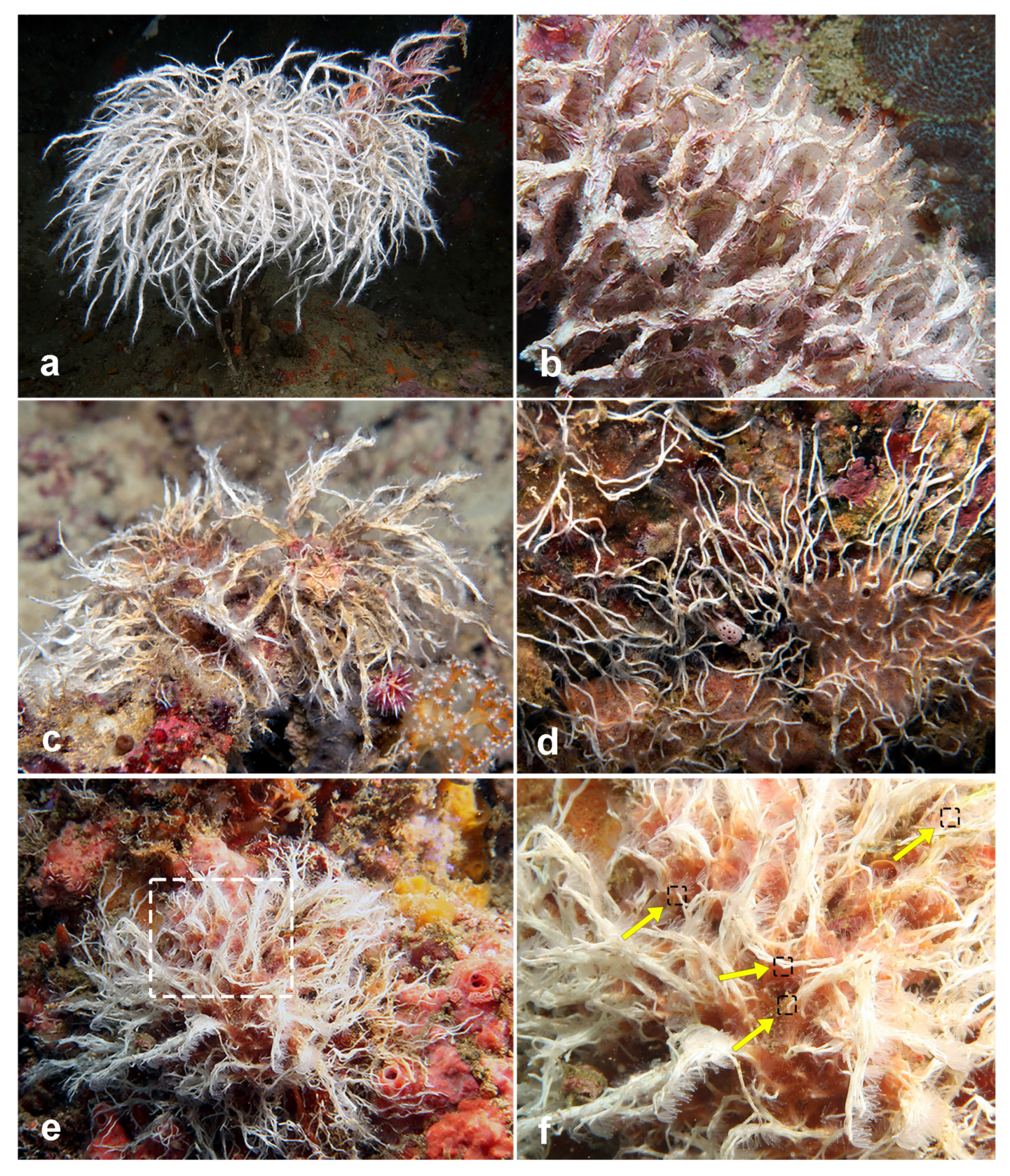 Diversity 14 00902 g004