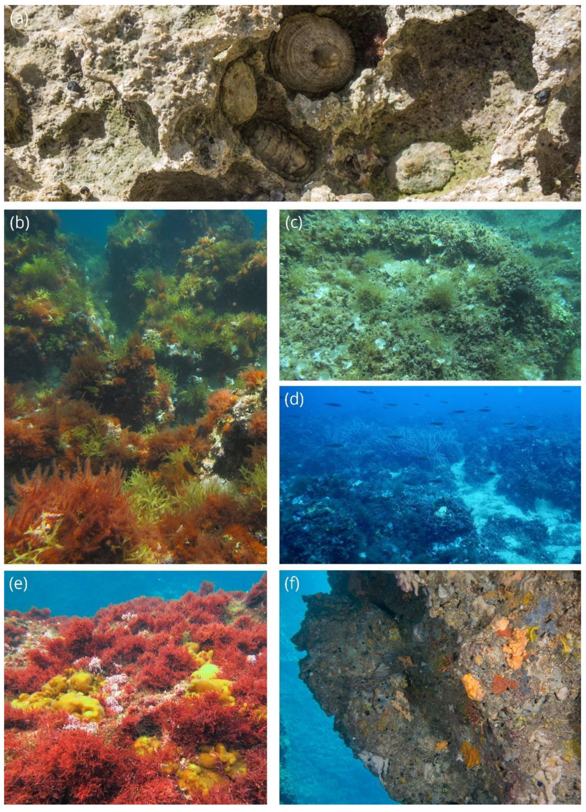 Diversity 14 00904 g002