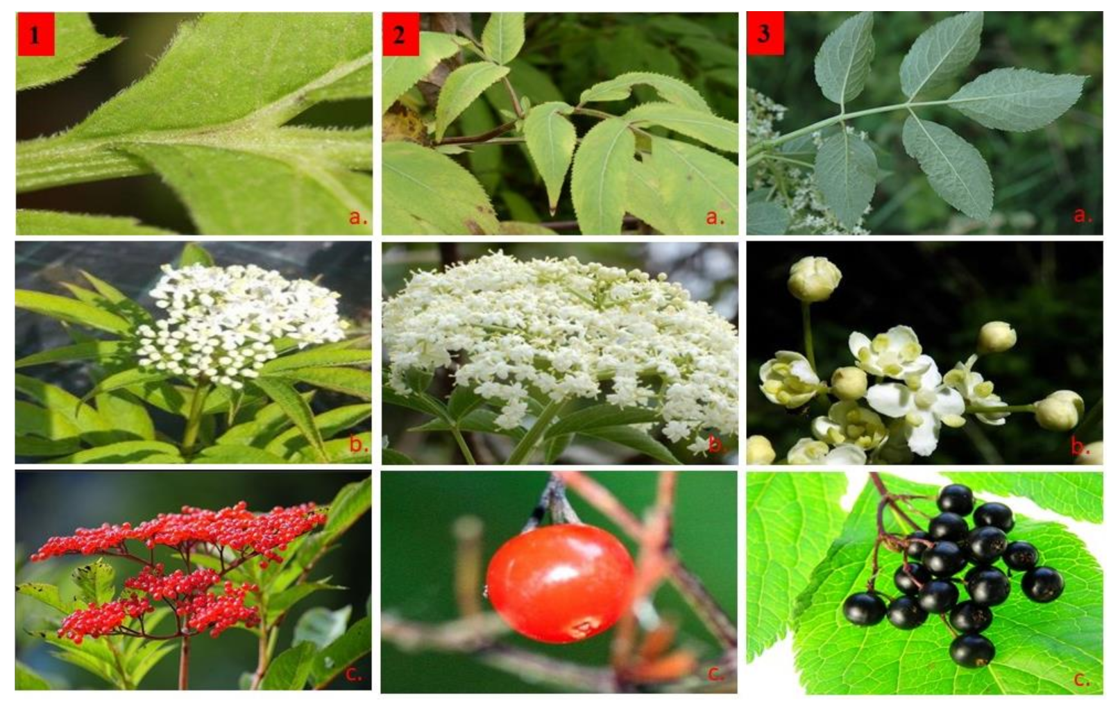 Diversity 14 00906 g001