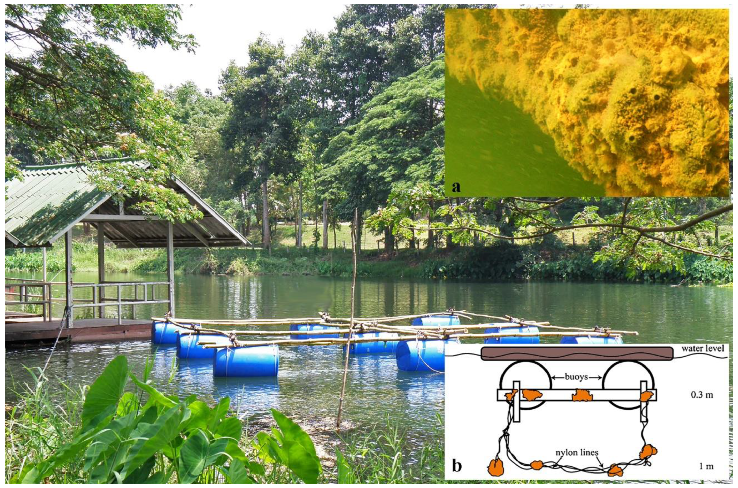 Diversity 14 00911 g002