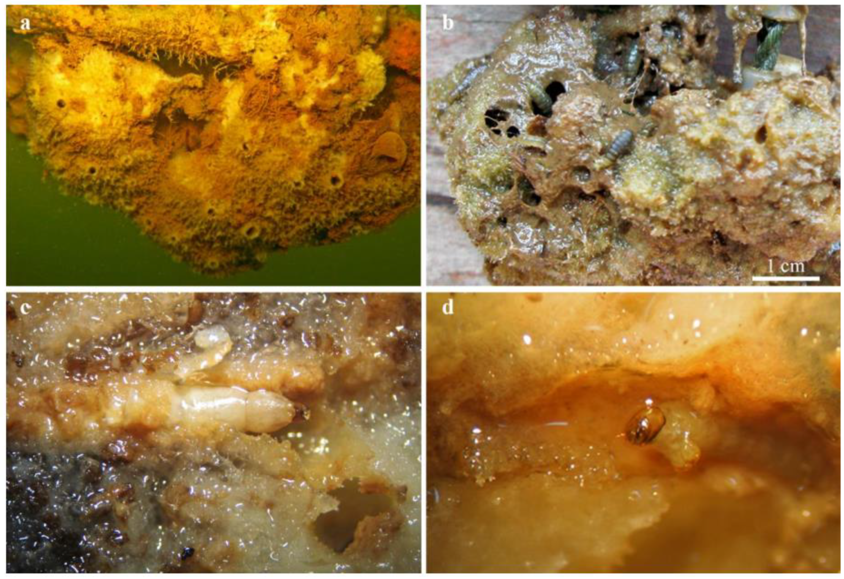 Diversity 14 00911 g003