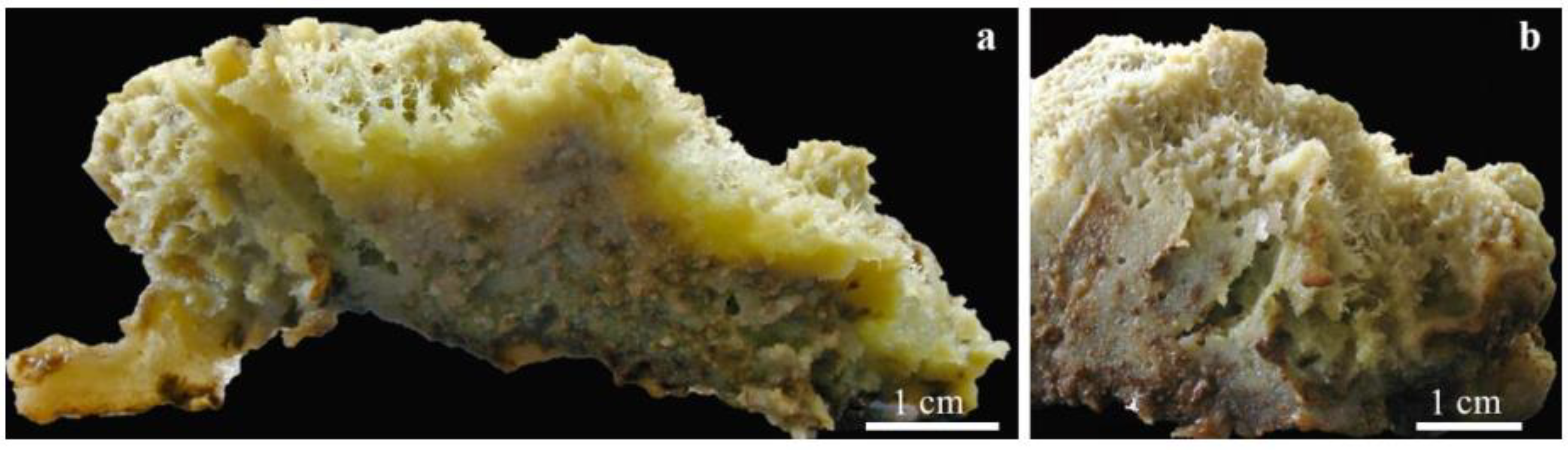 Diversity 14 00911 g004