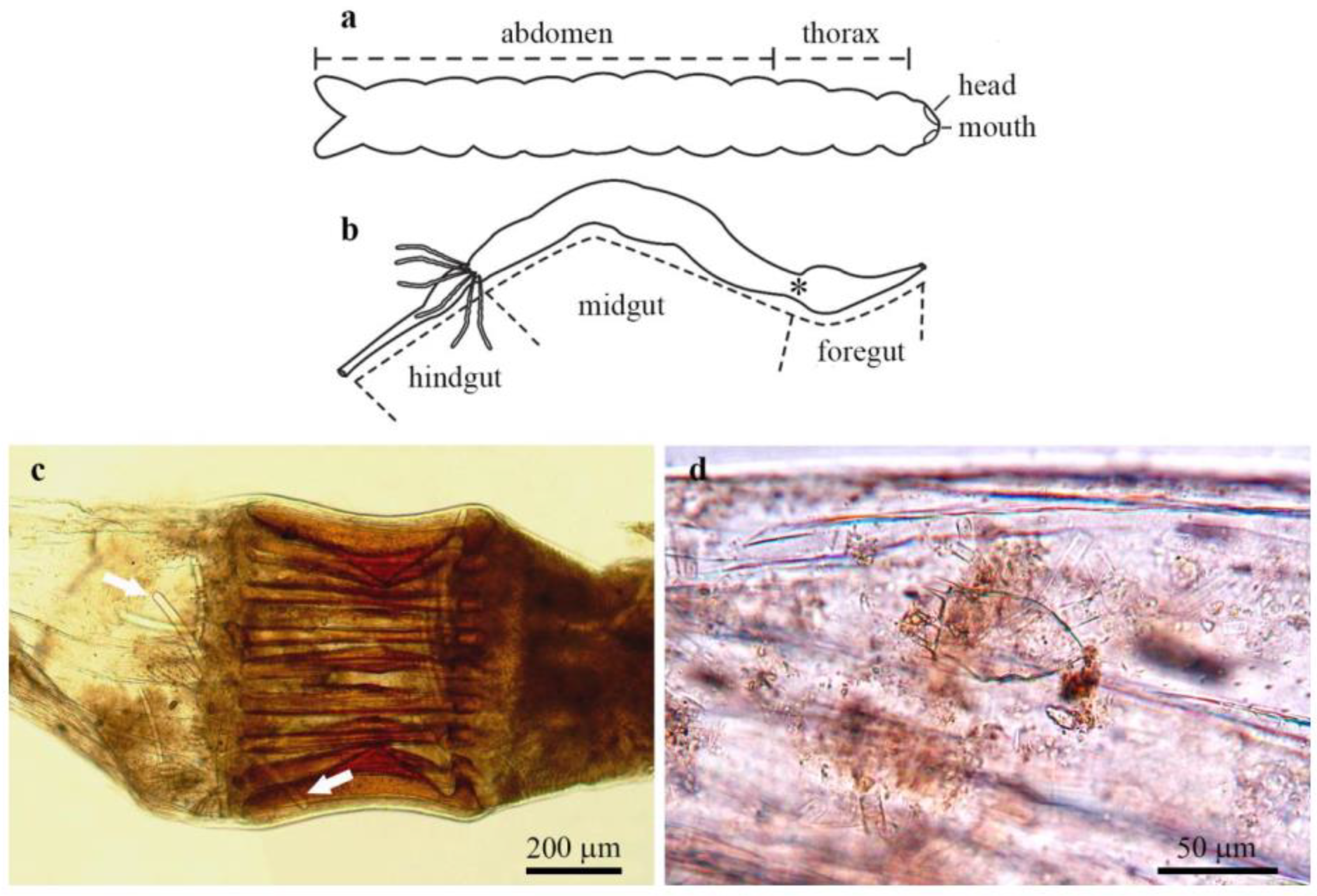 Diversity 14 00911 g008