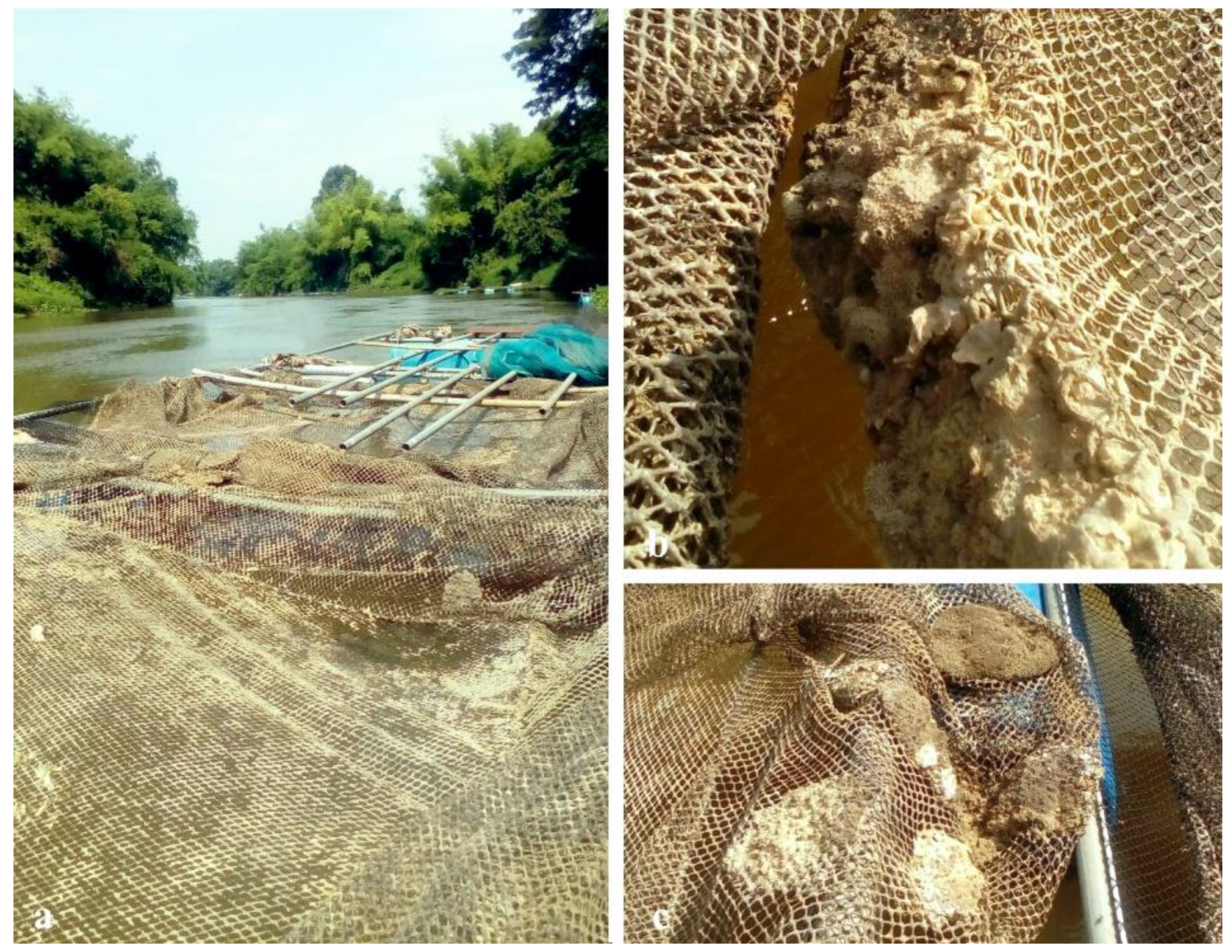 Diversity 14 00911 g010