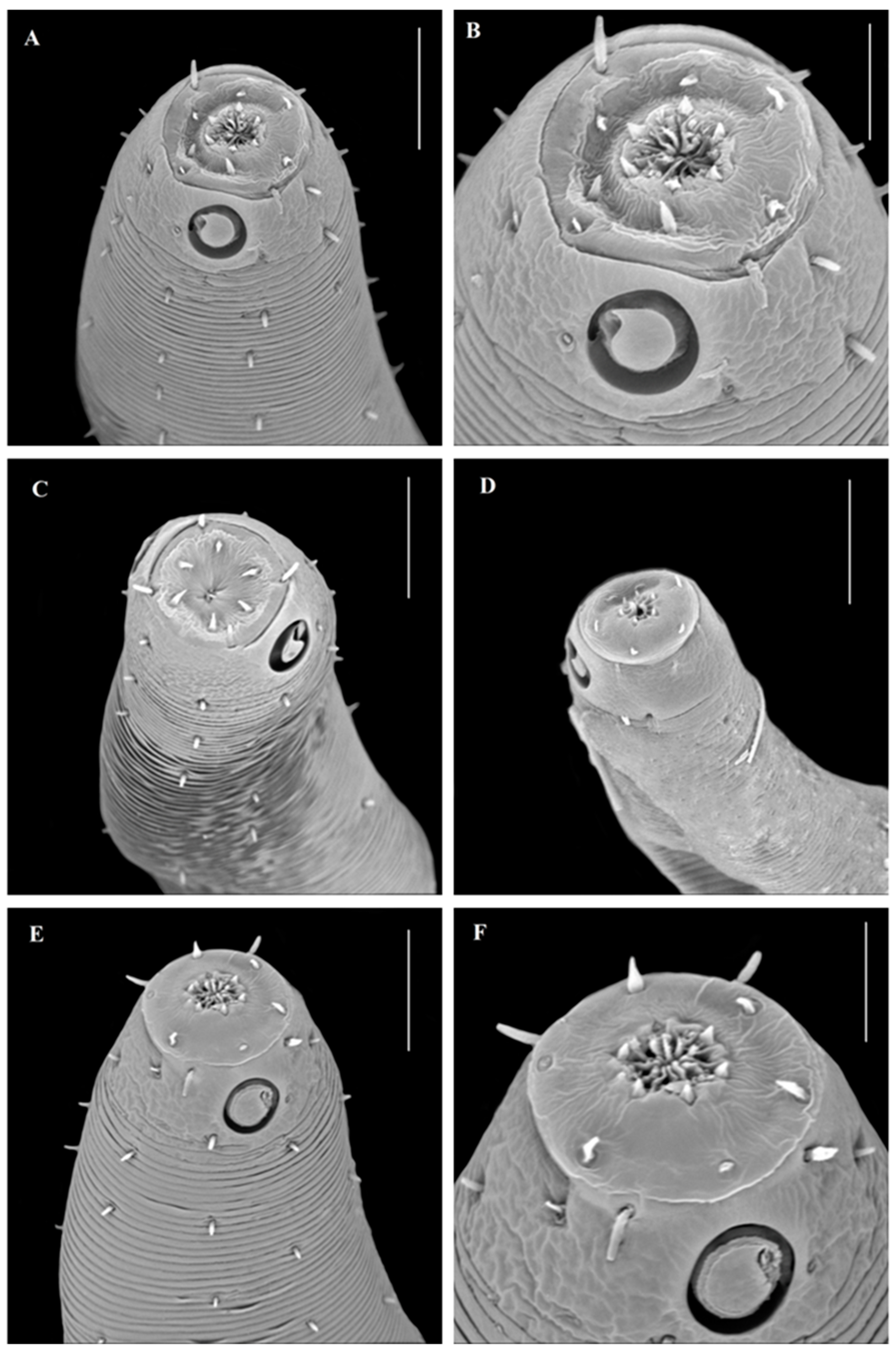 Diversity 14 00933 g001a Diversity 14 00933 g001a