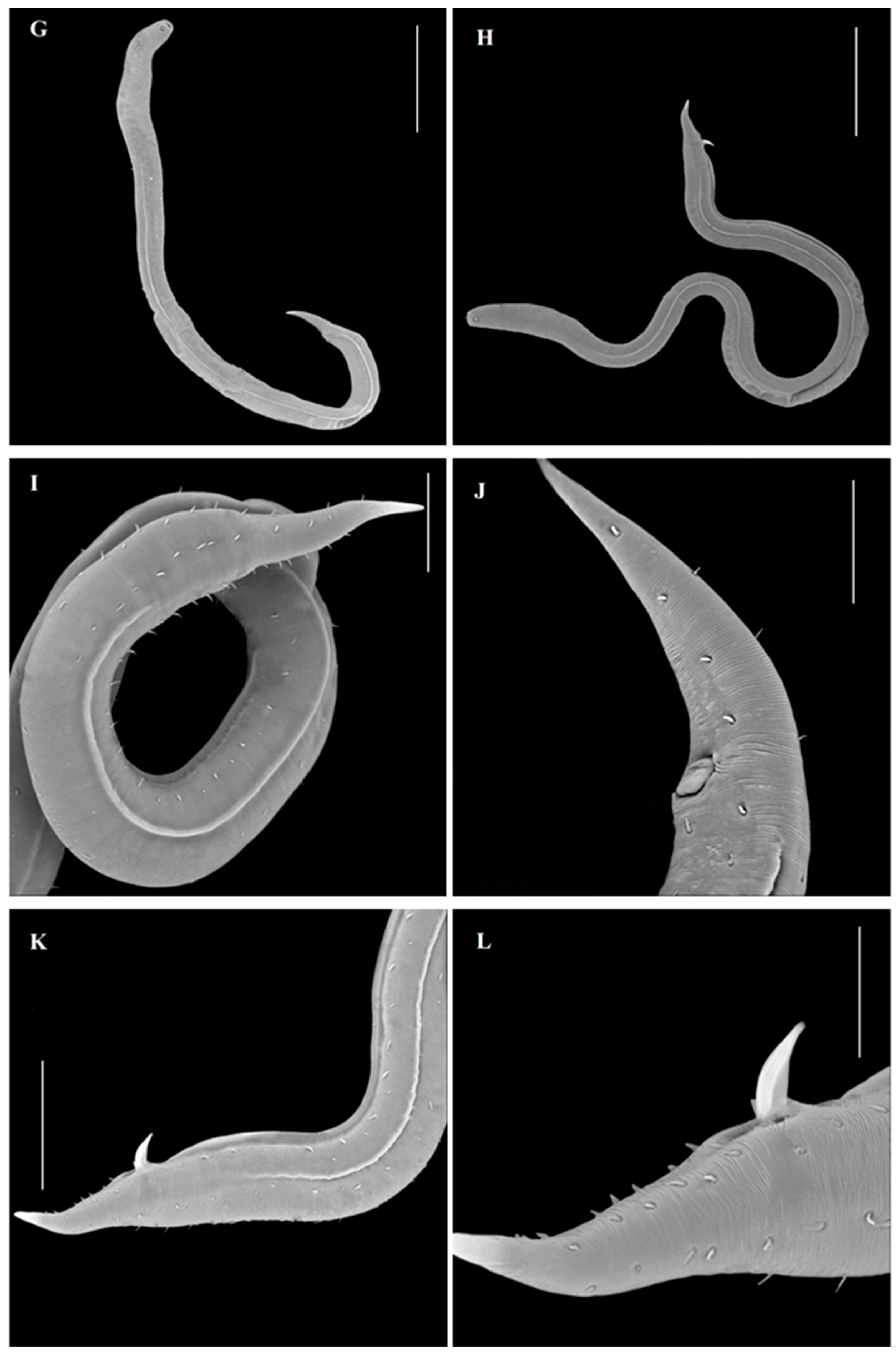 Diversity 14 00933 g001b Diversity 14 00933 g001b