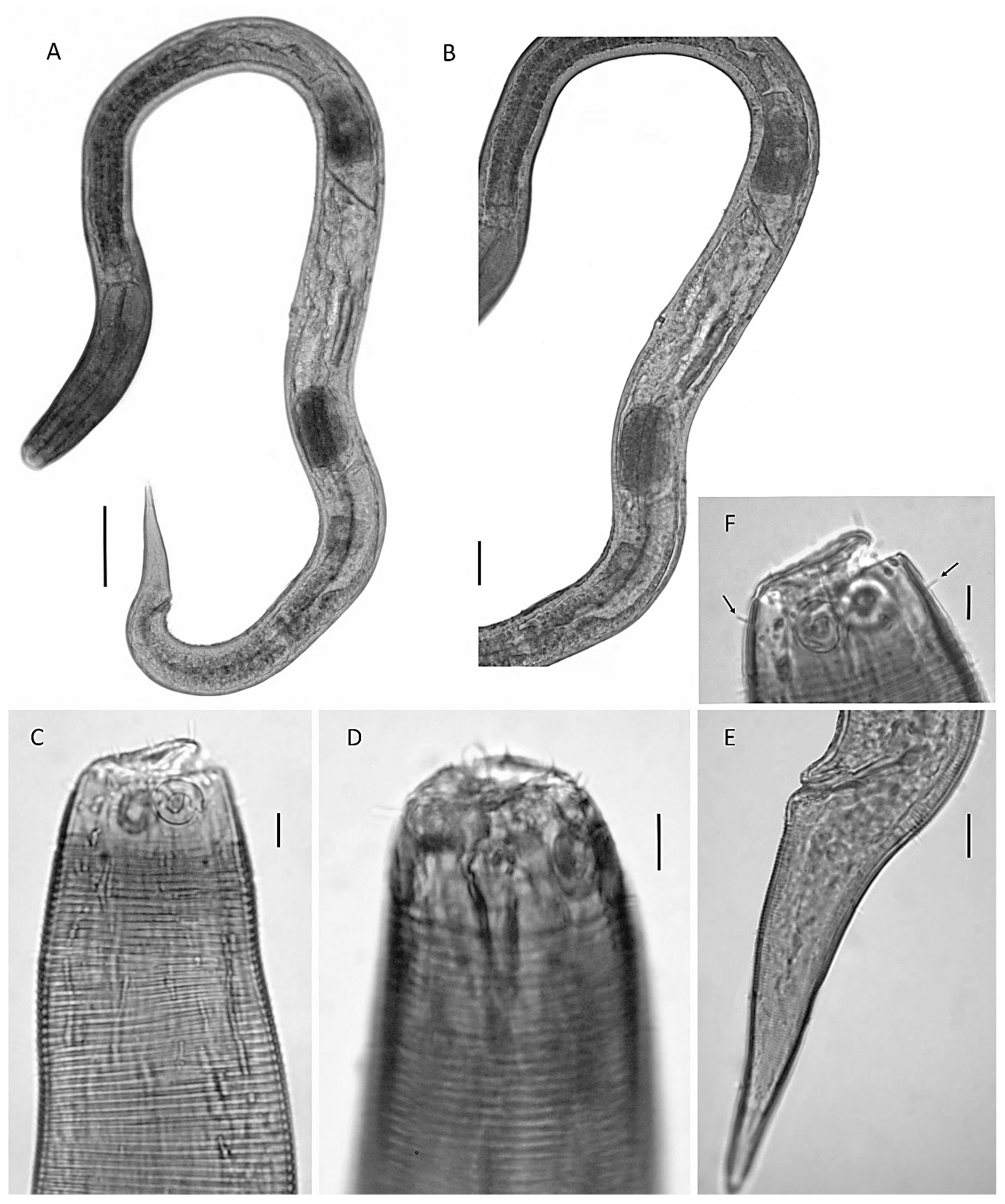 Diversity 14 00933 g003 Diversity 14 00933 g003