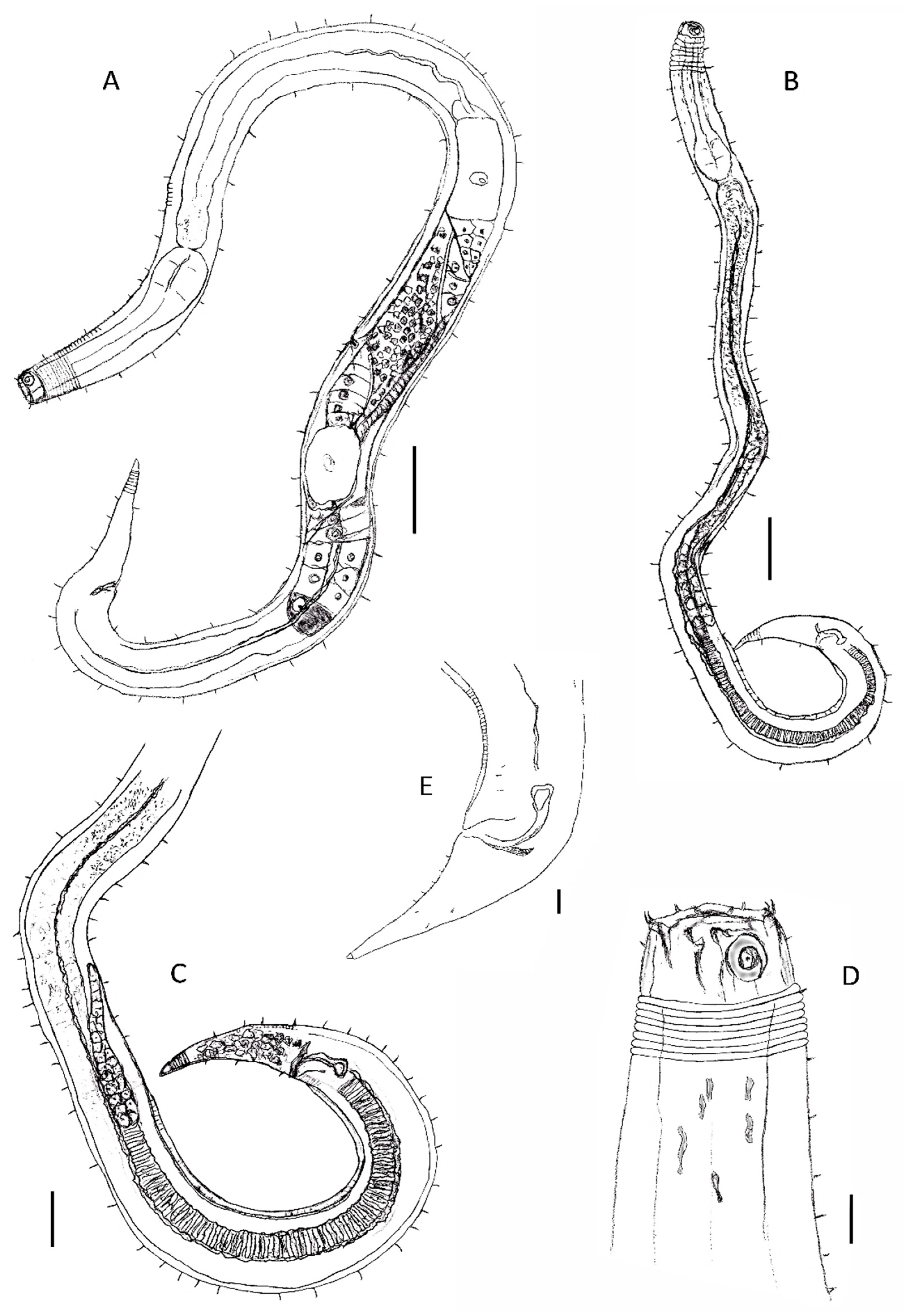 Diversity 14 00933 g004 Diversity 14 00933 g004