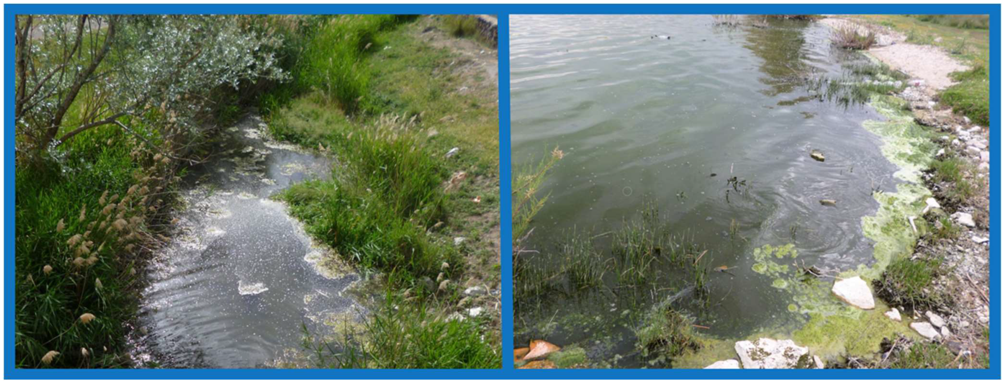 Diversity 14 00934 g007