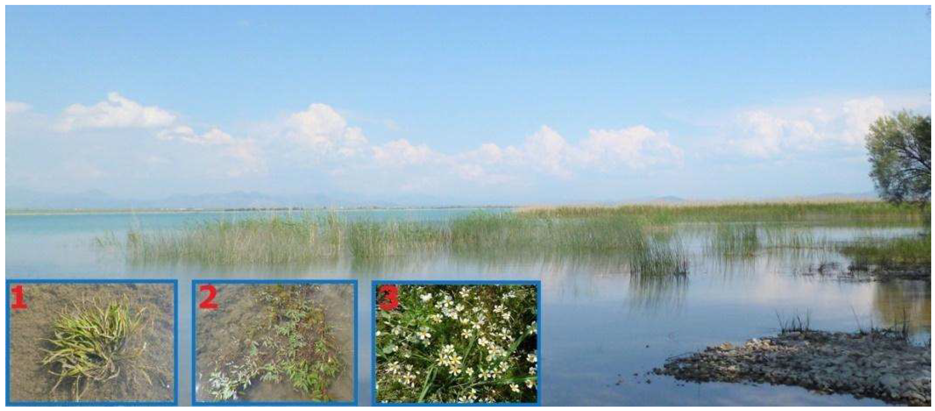 Diversity 14 00934 g008