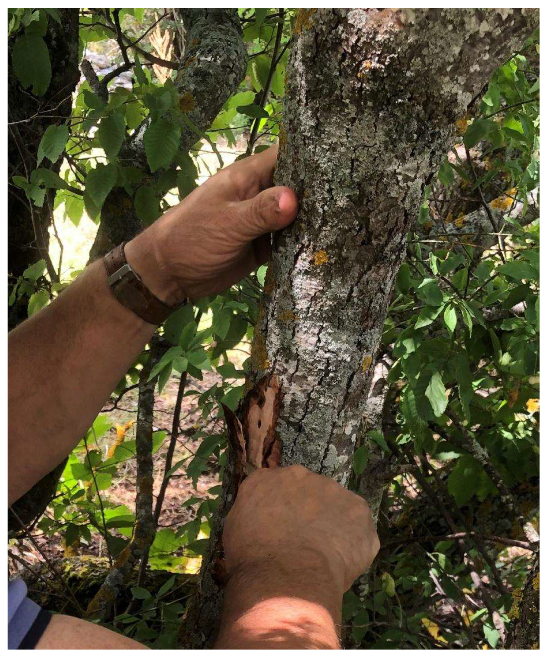 Diversity 14 00936 g008