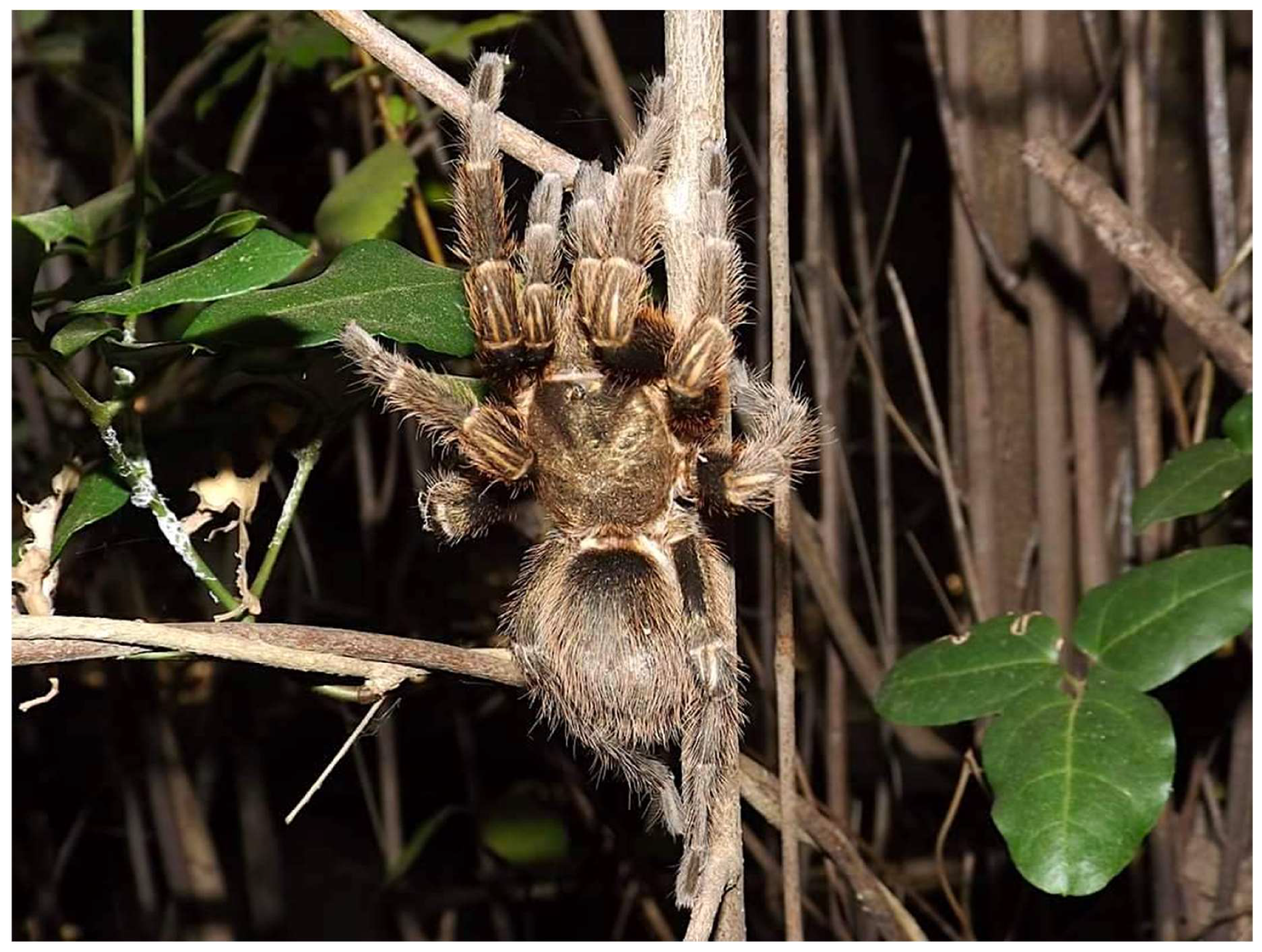 Diversity 14 00946 g003