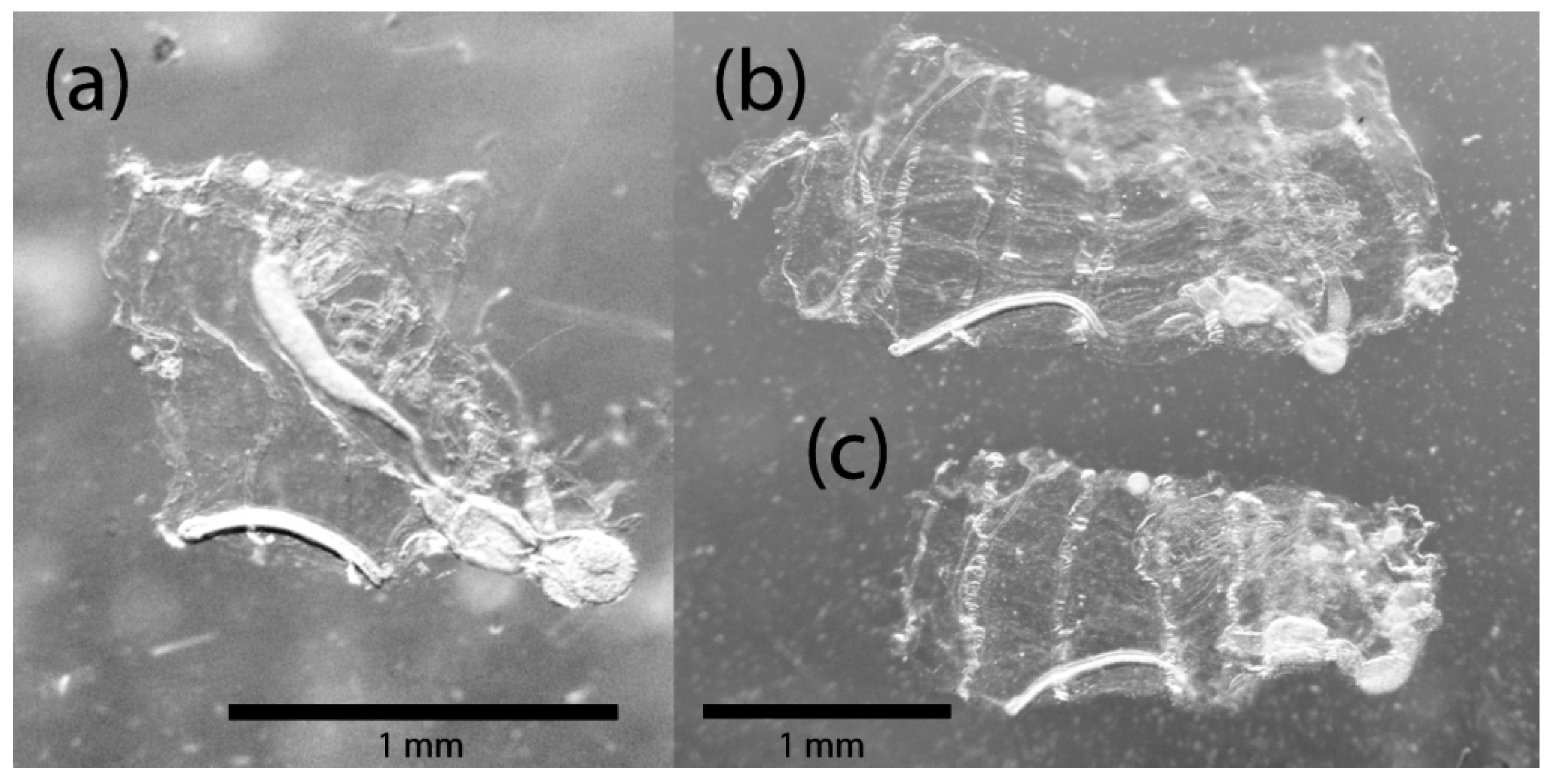 Diversity 14 00959 g003