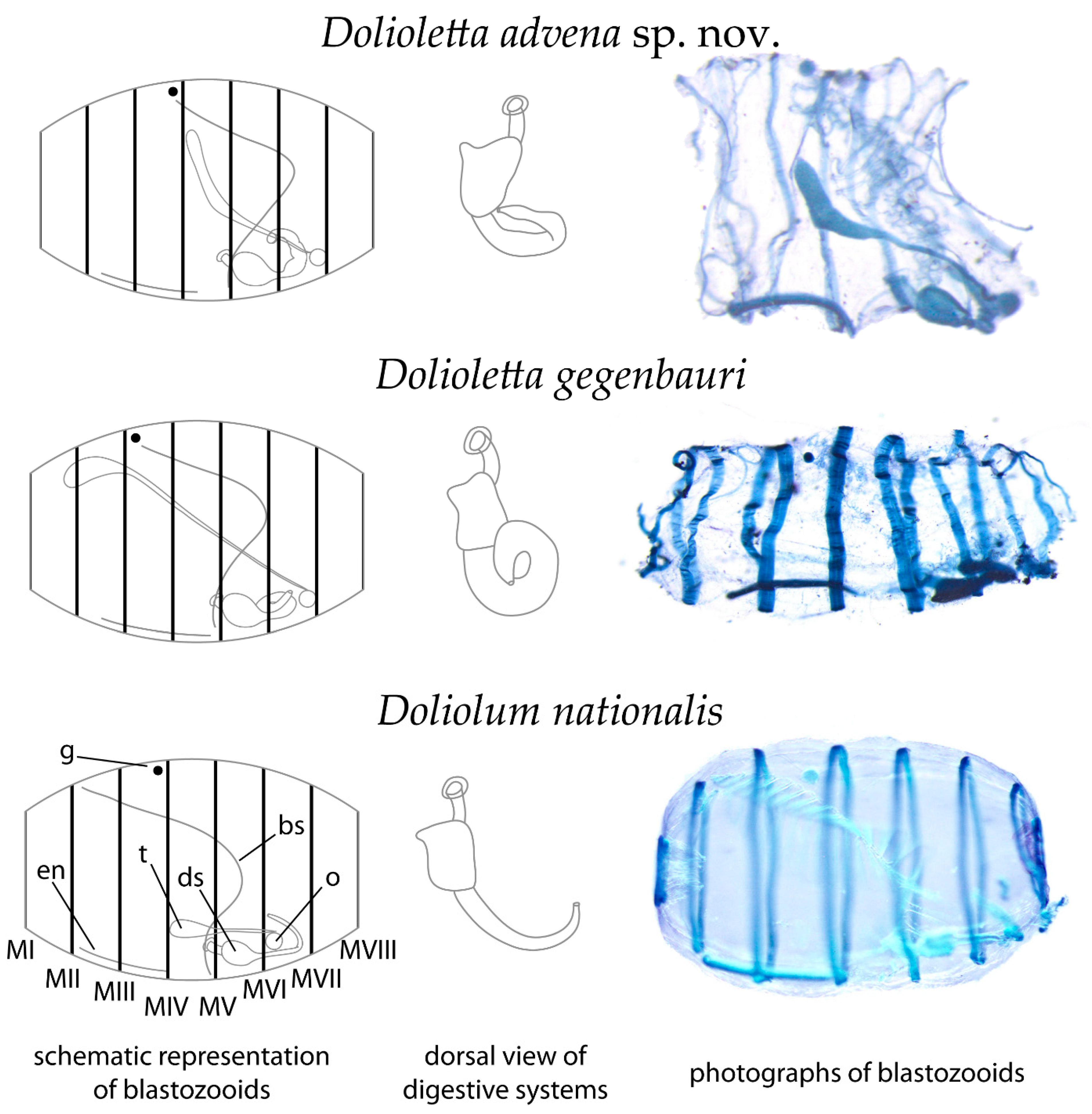 Diversity 14 00959 g006