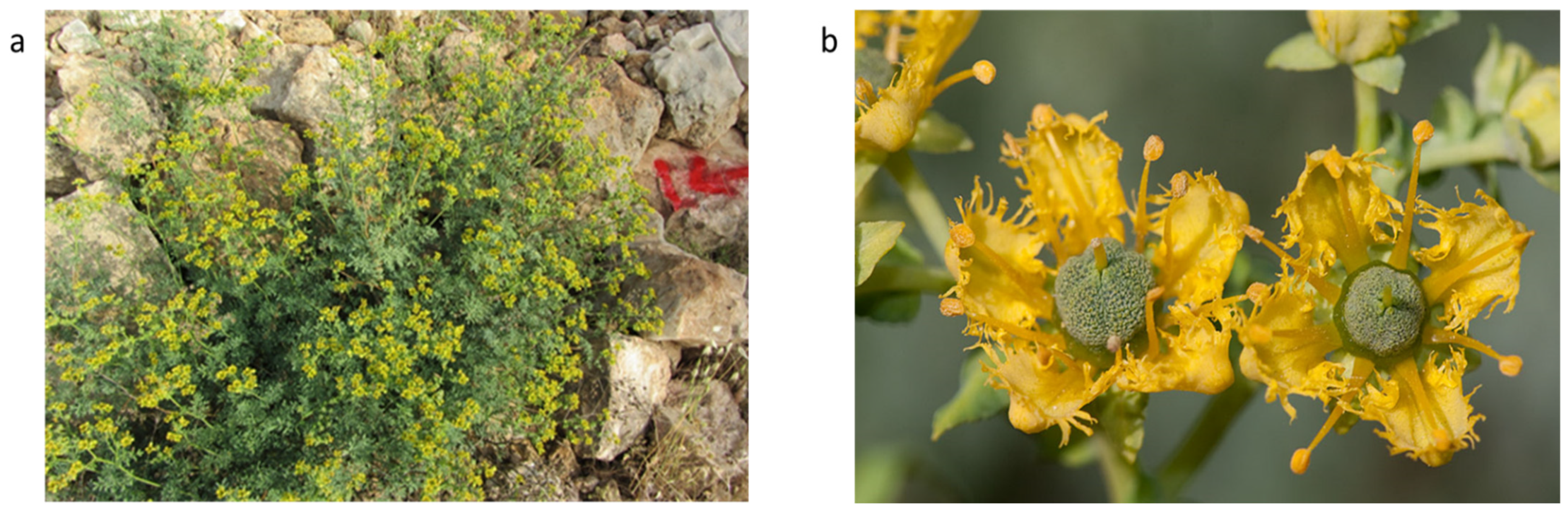 Diversity 14 00969 g001