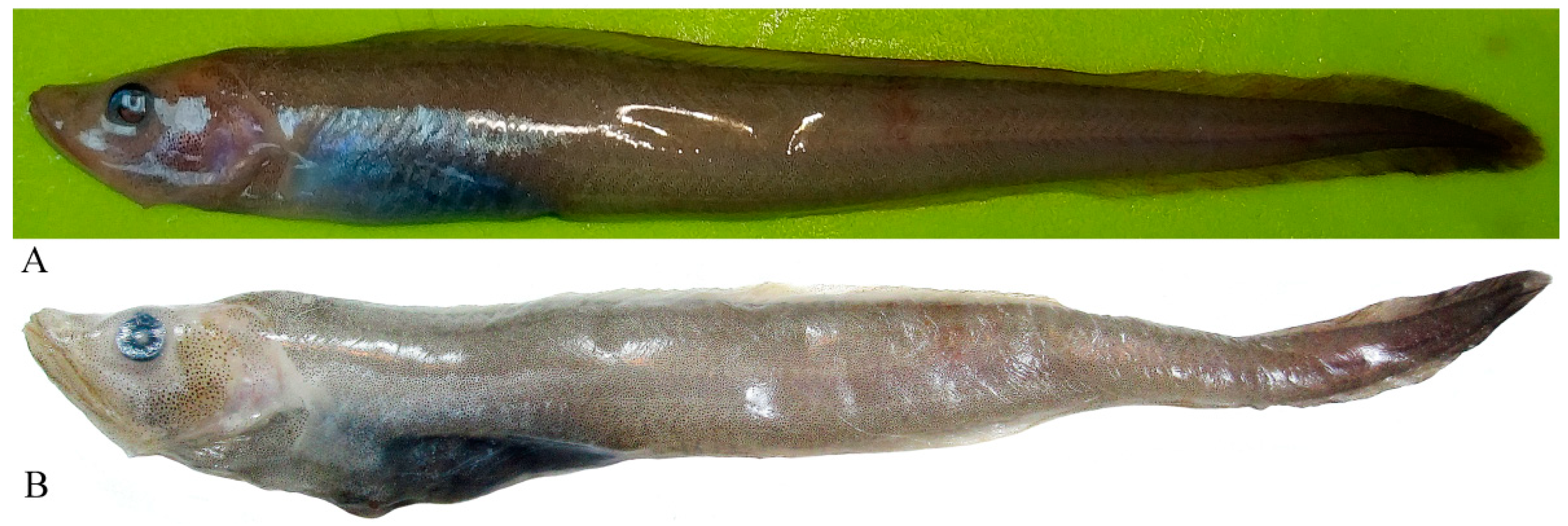 Diversity 14 00972 g001