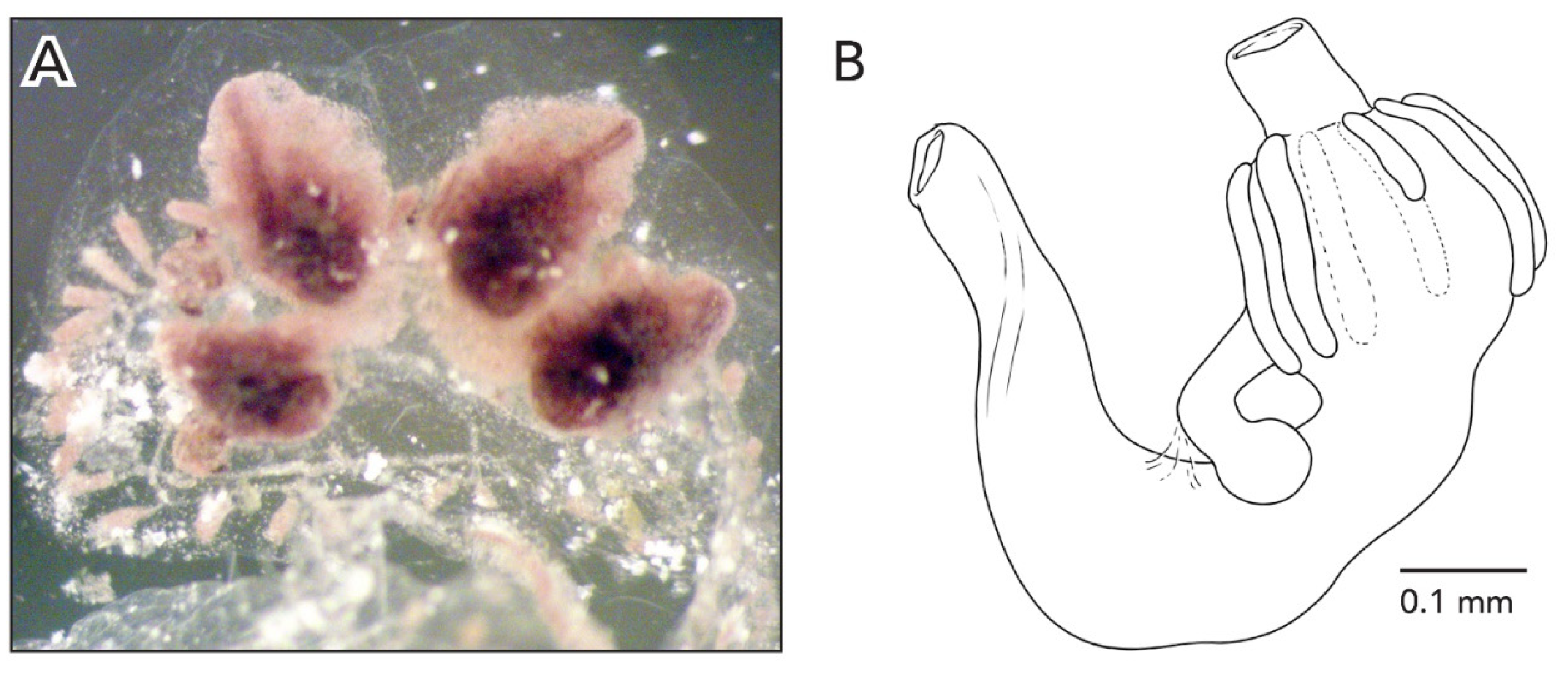 Diversity 14 00977 g003