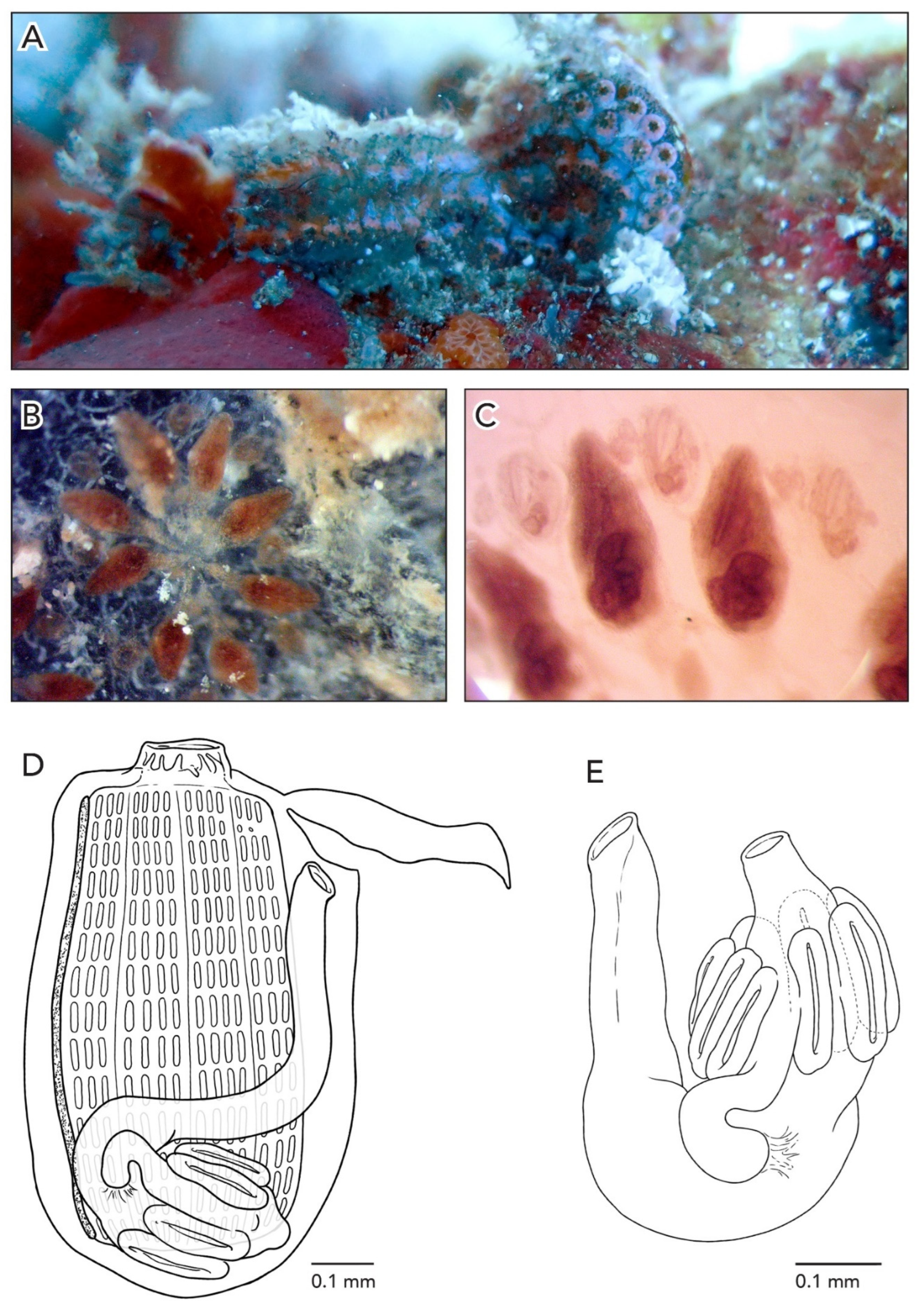Diversity 14 00977 g004