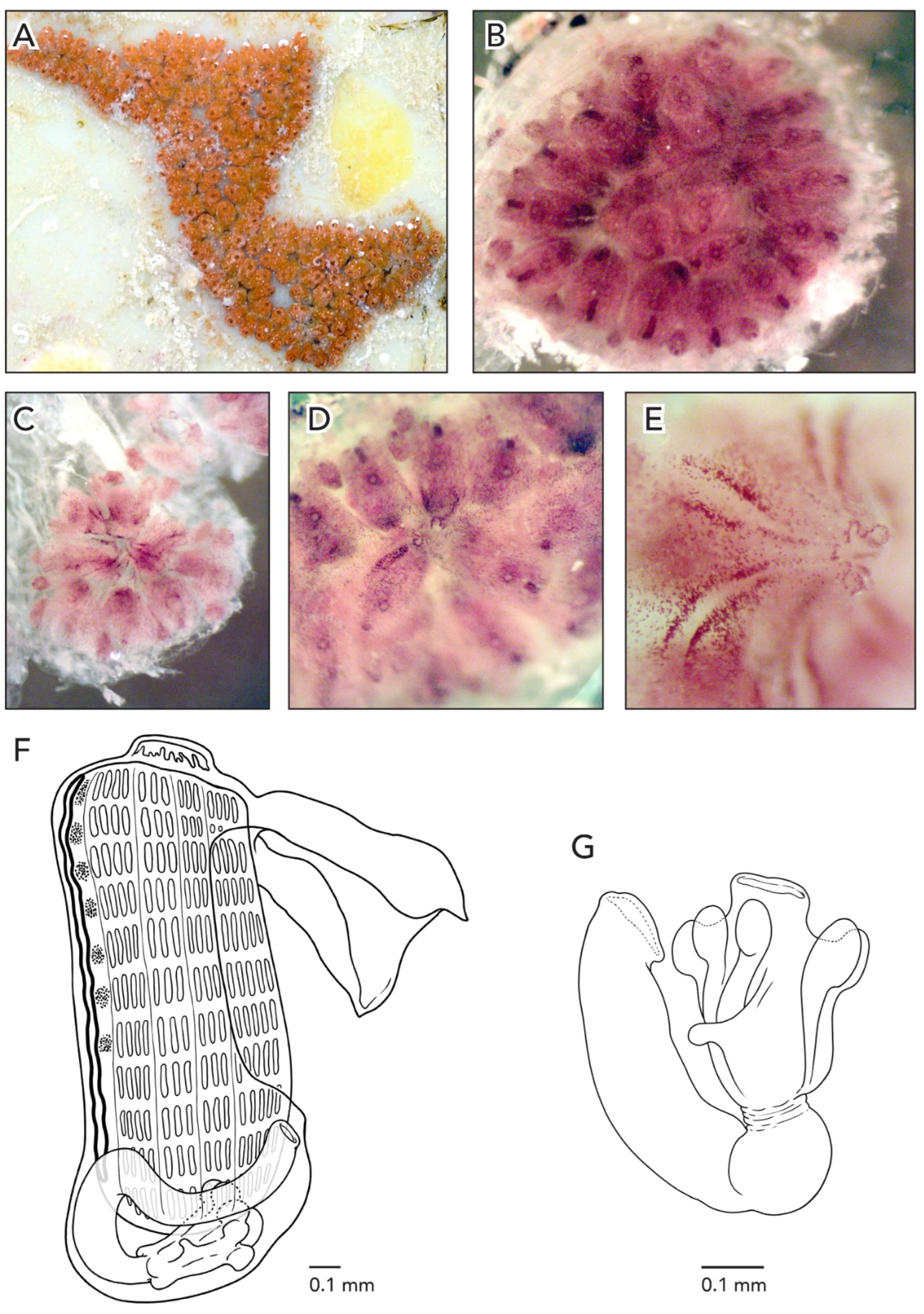 Diversity 14 00977 g005