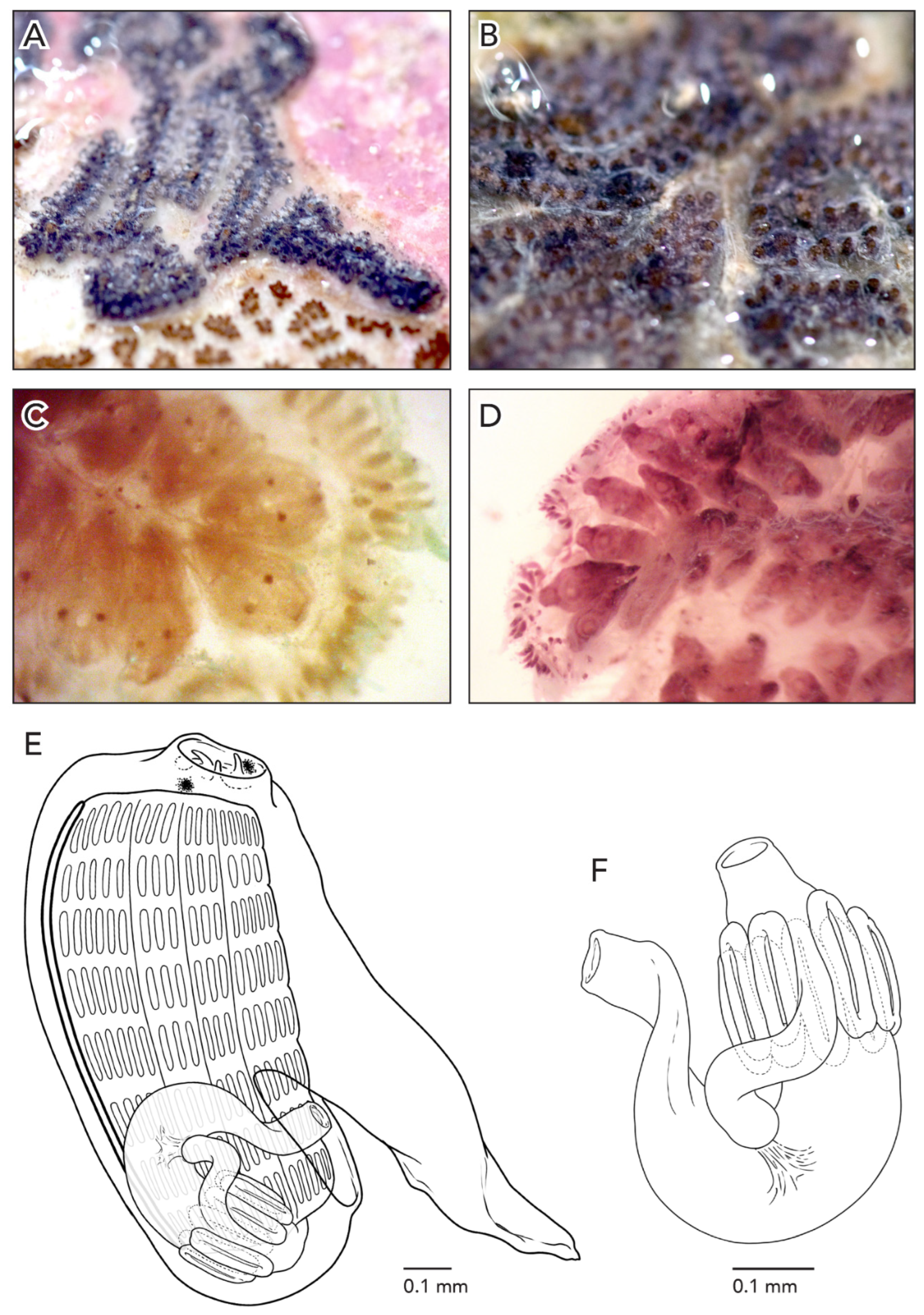 Diversity 14 00977 g006