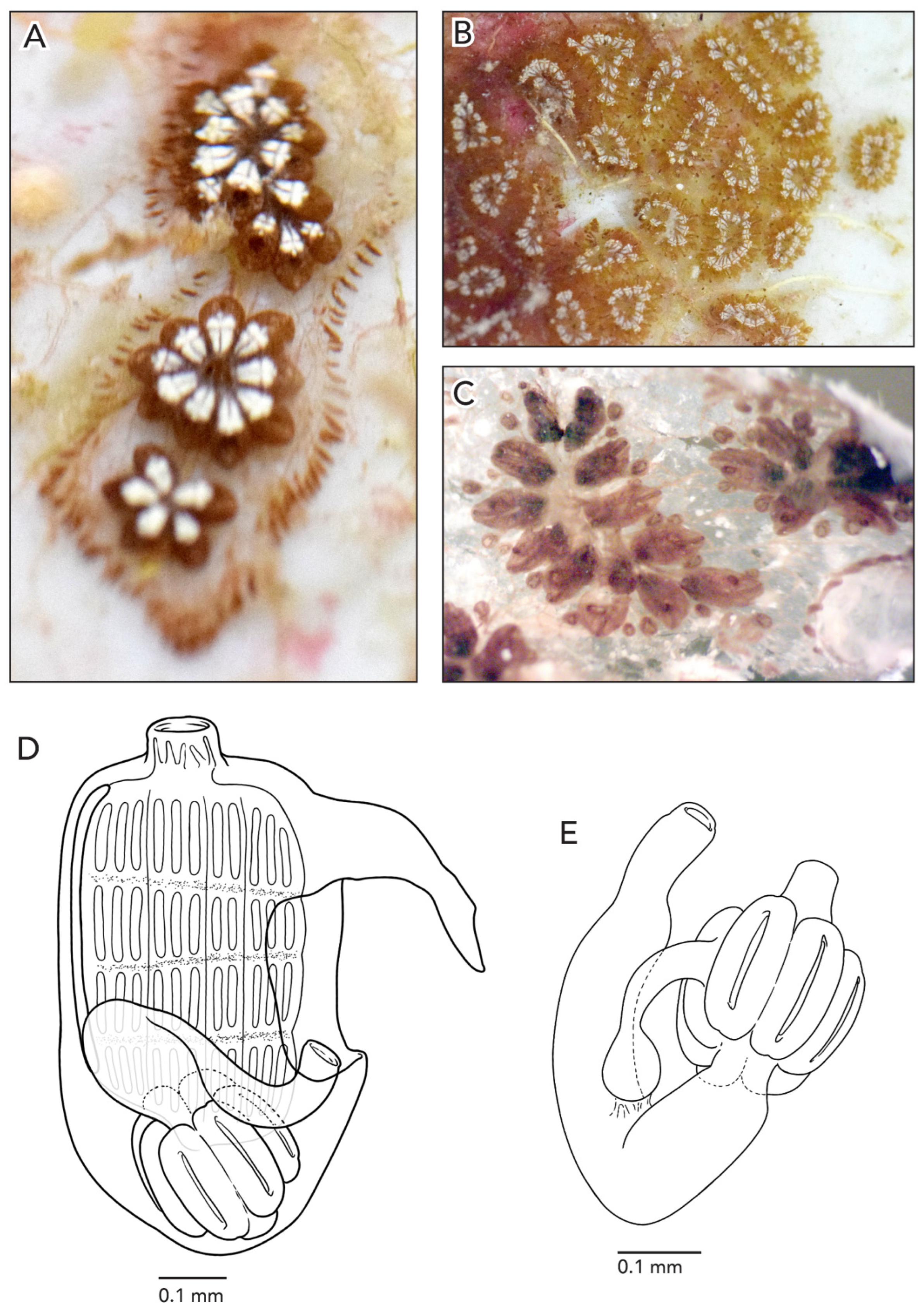 Diversity 14 00977 g007
