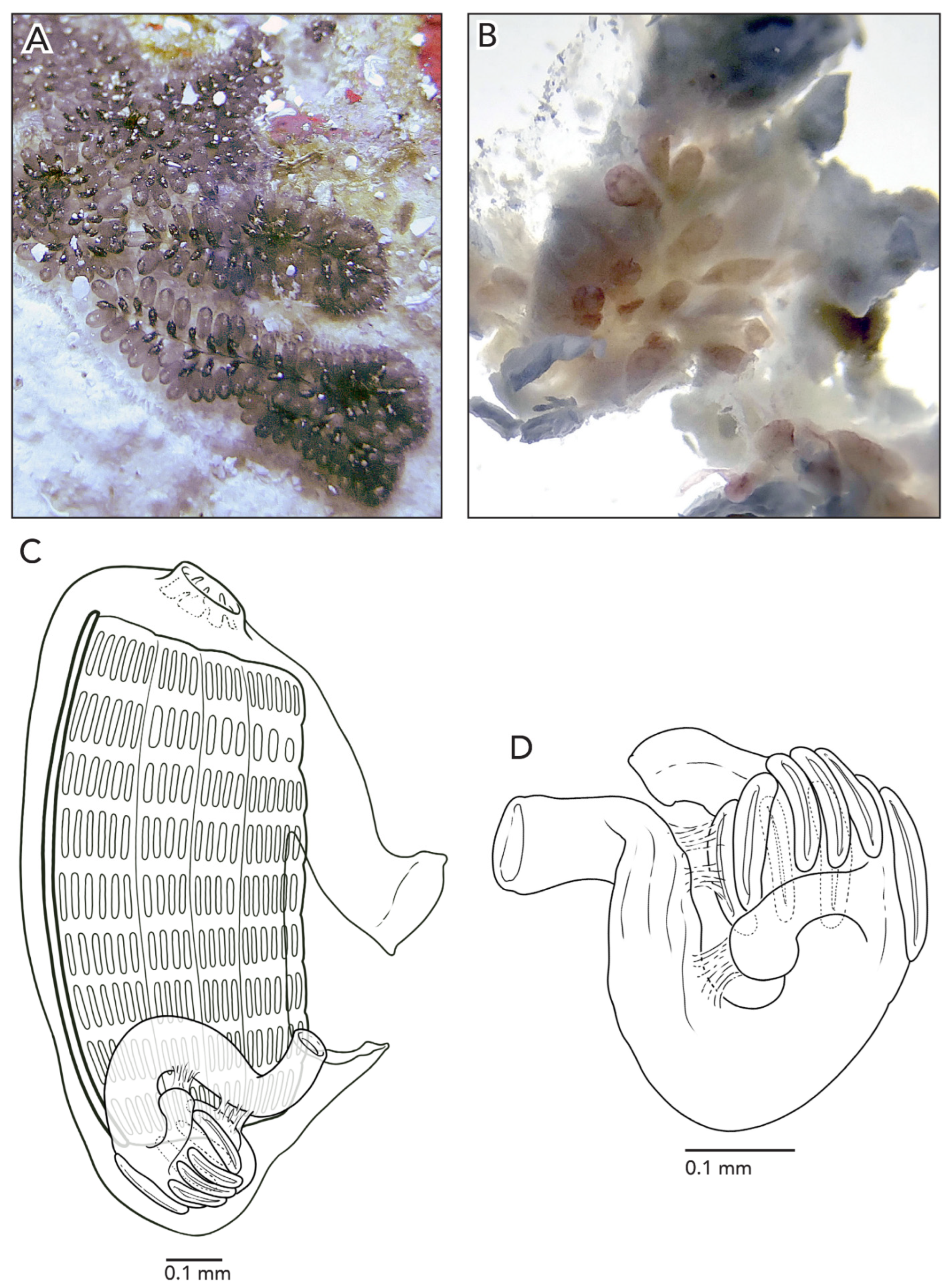Diversity 14 00977 g008