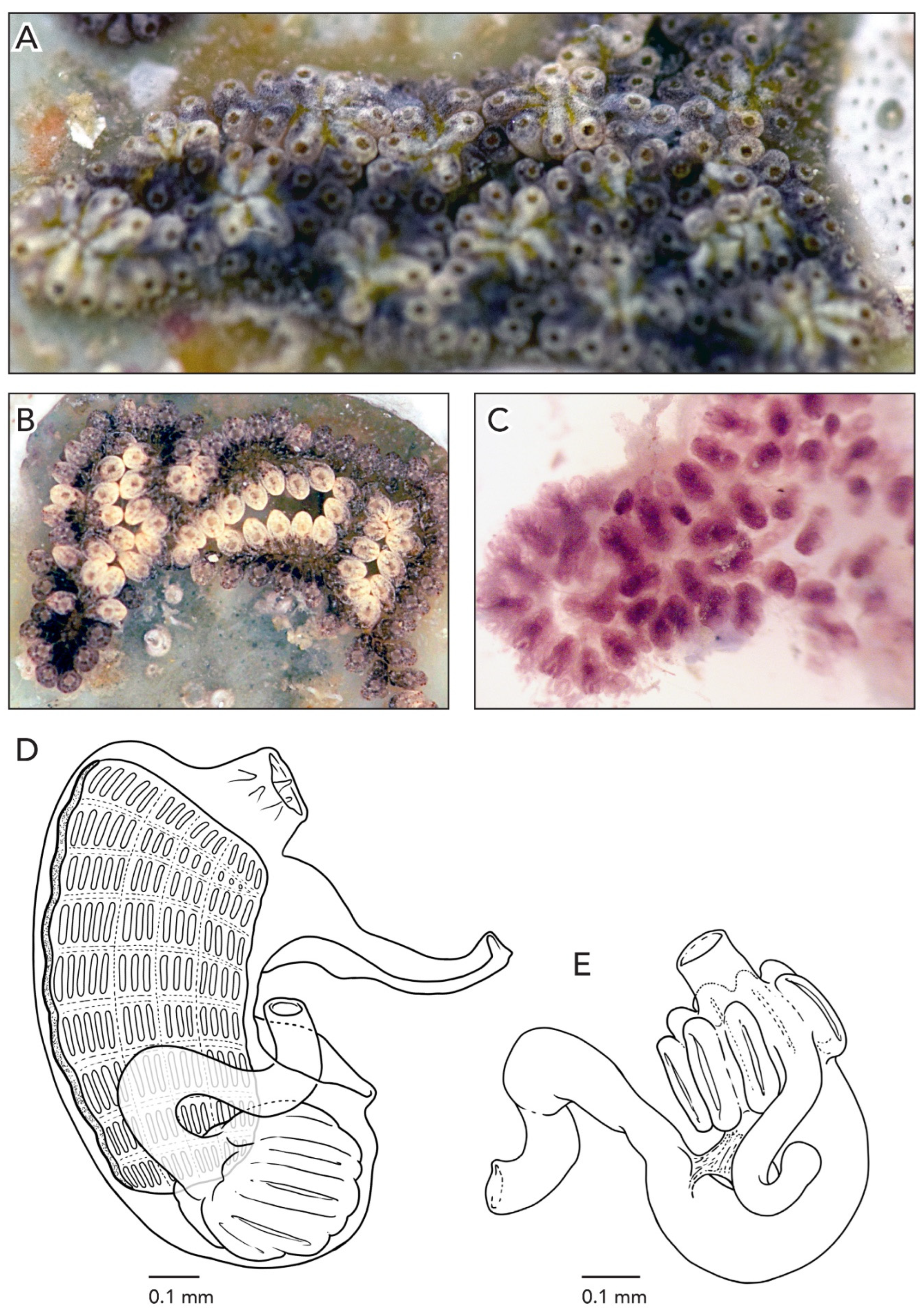 Diversity 14 00977 g009