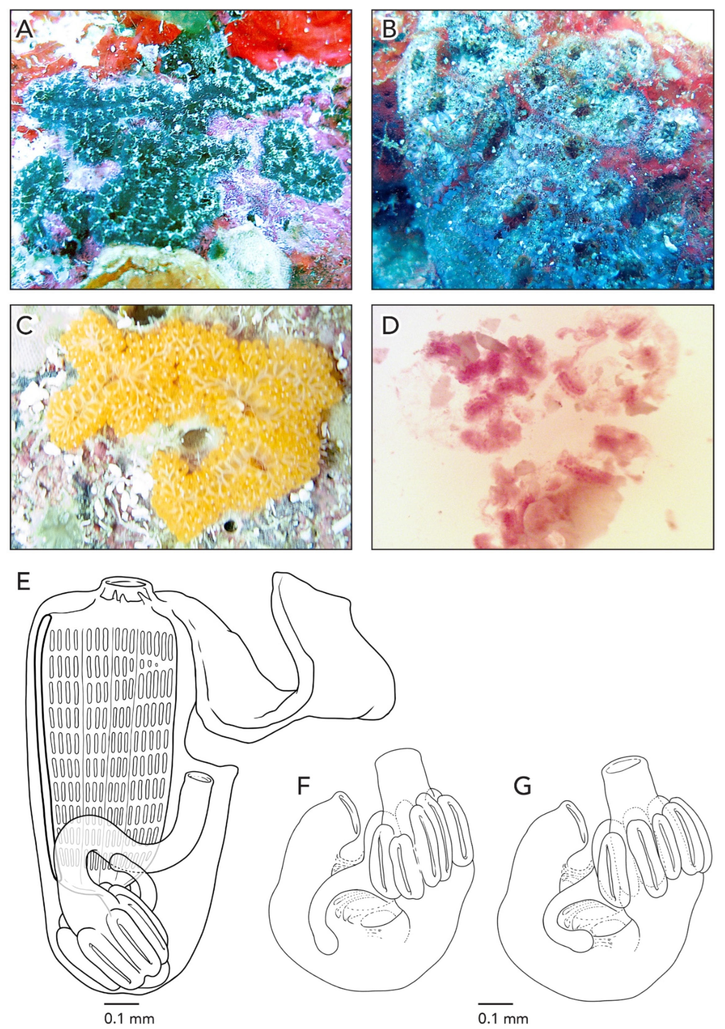 Diversity 14 00977 g010