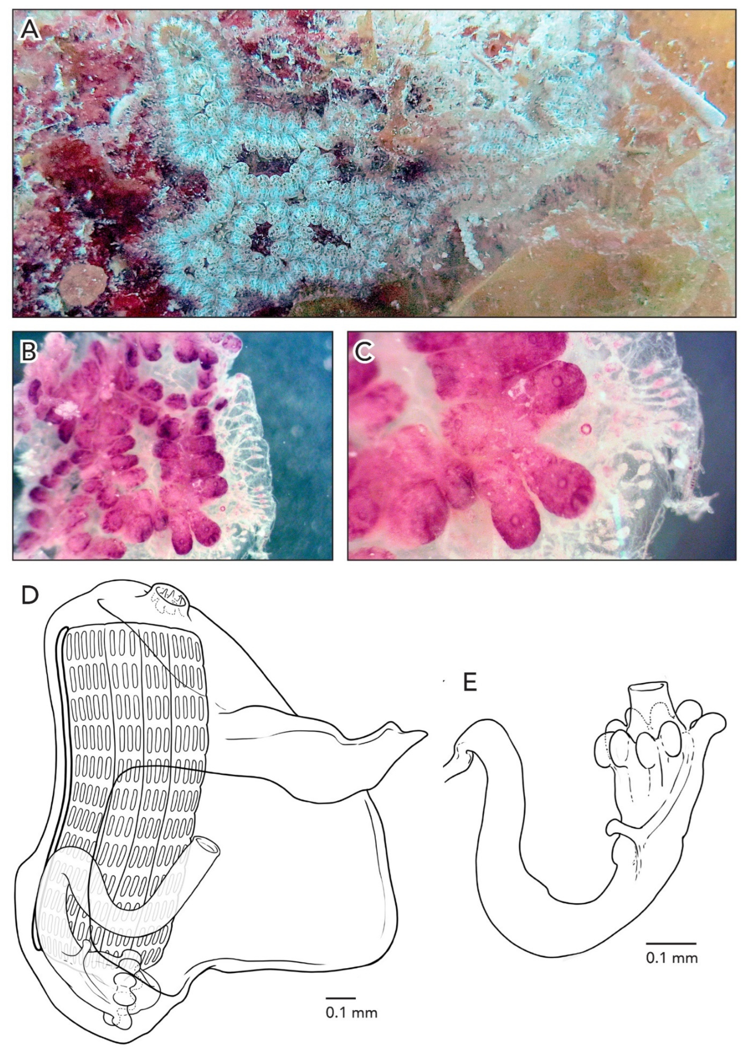 Diversity 14 00977 g011