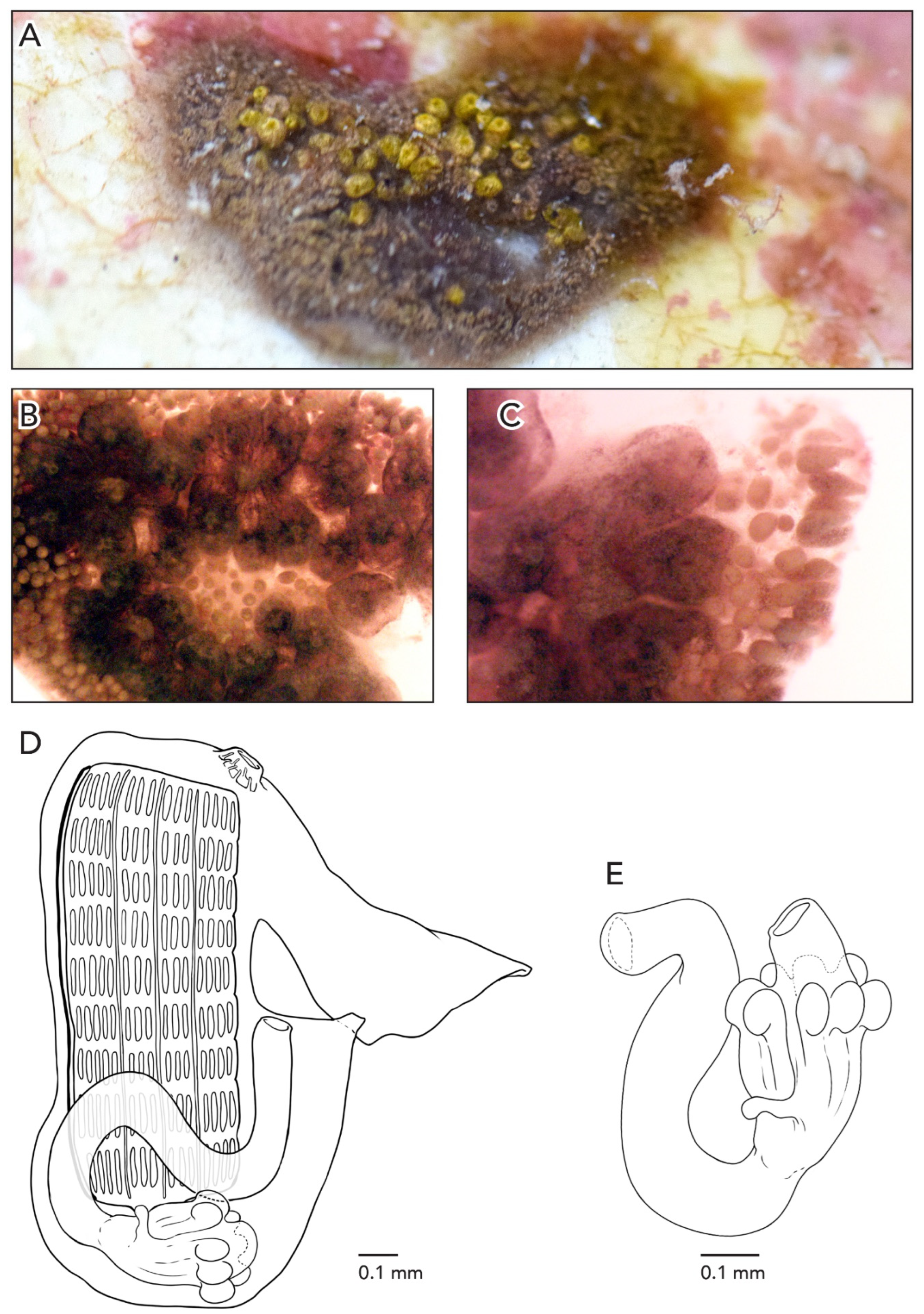 Diversity 14 00977 g012