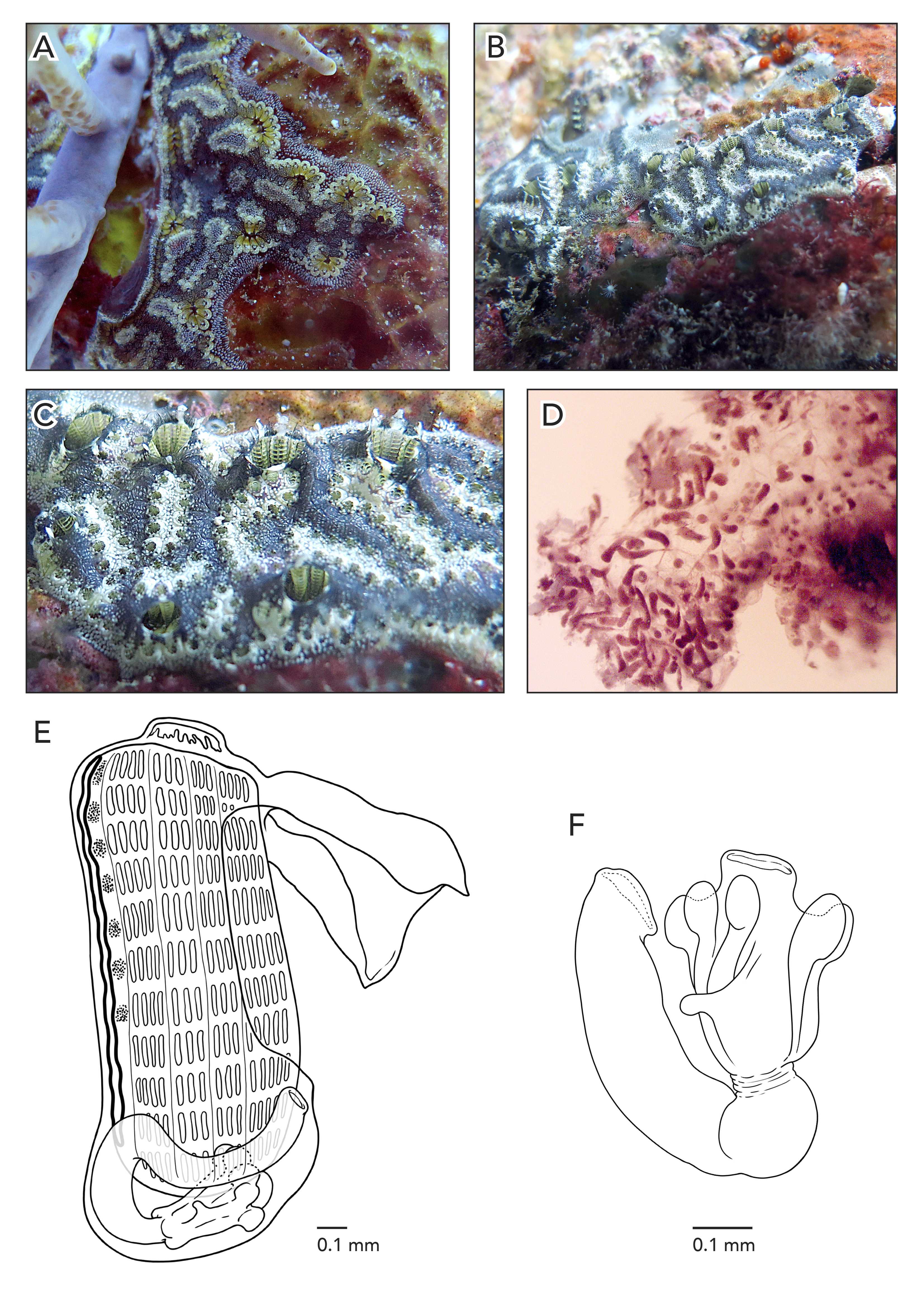 Diversity 14 00977 g013