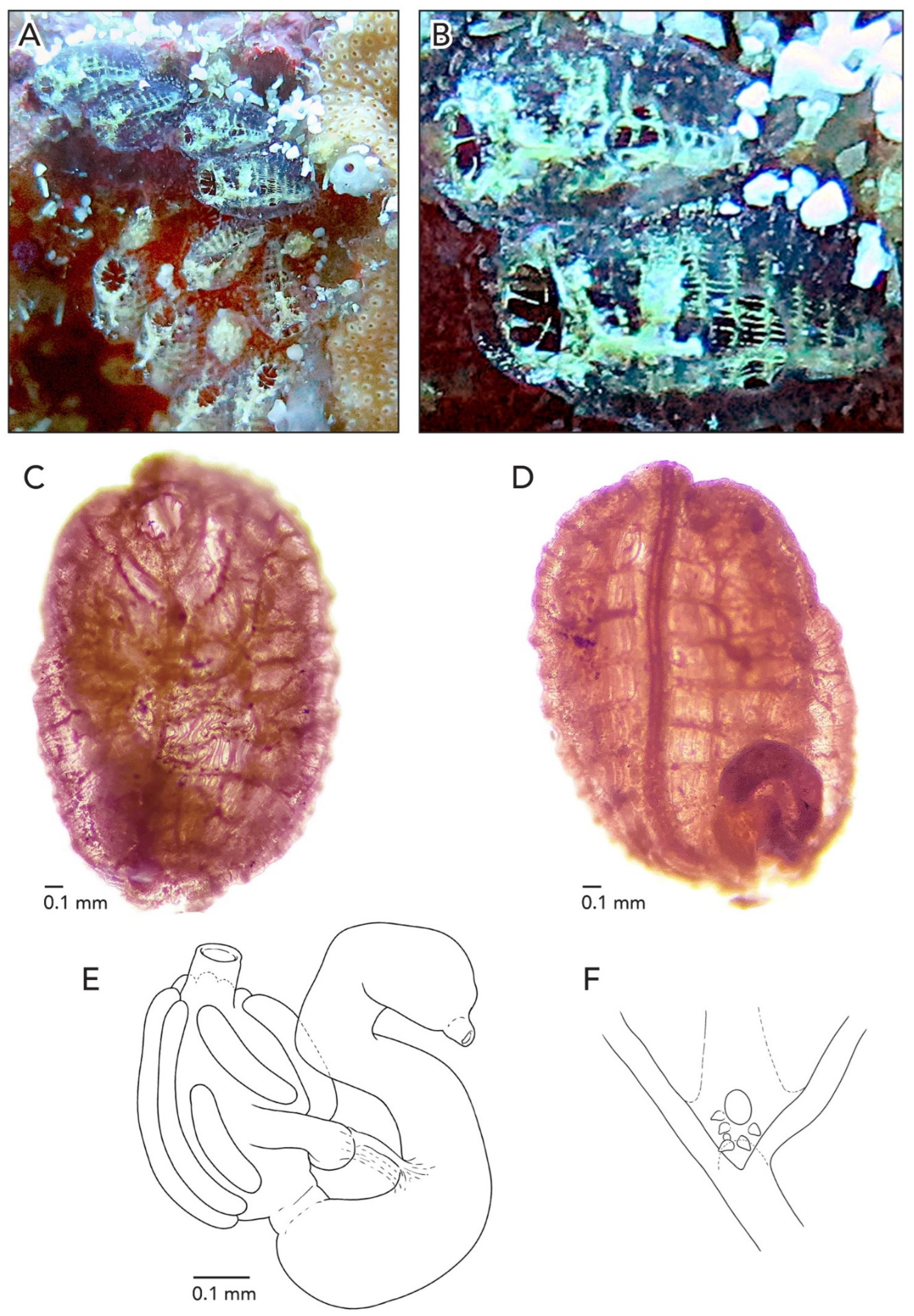 Diversity 14 00977 g014