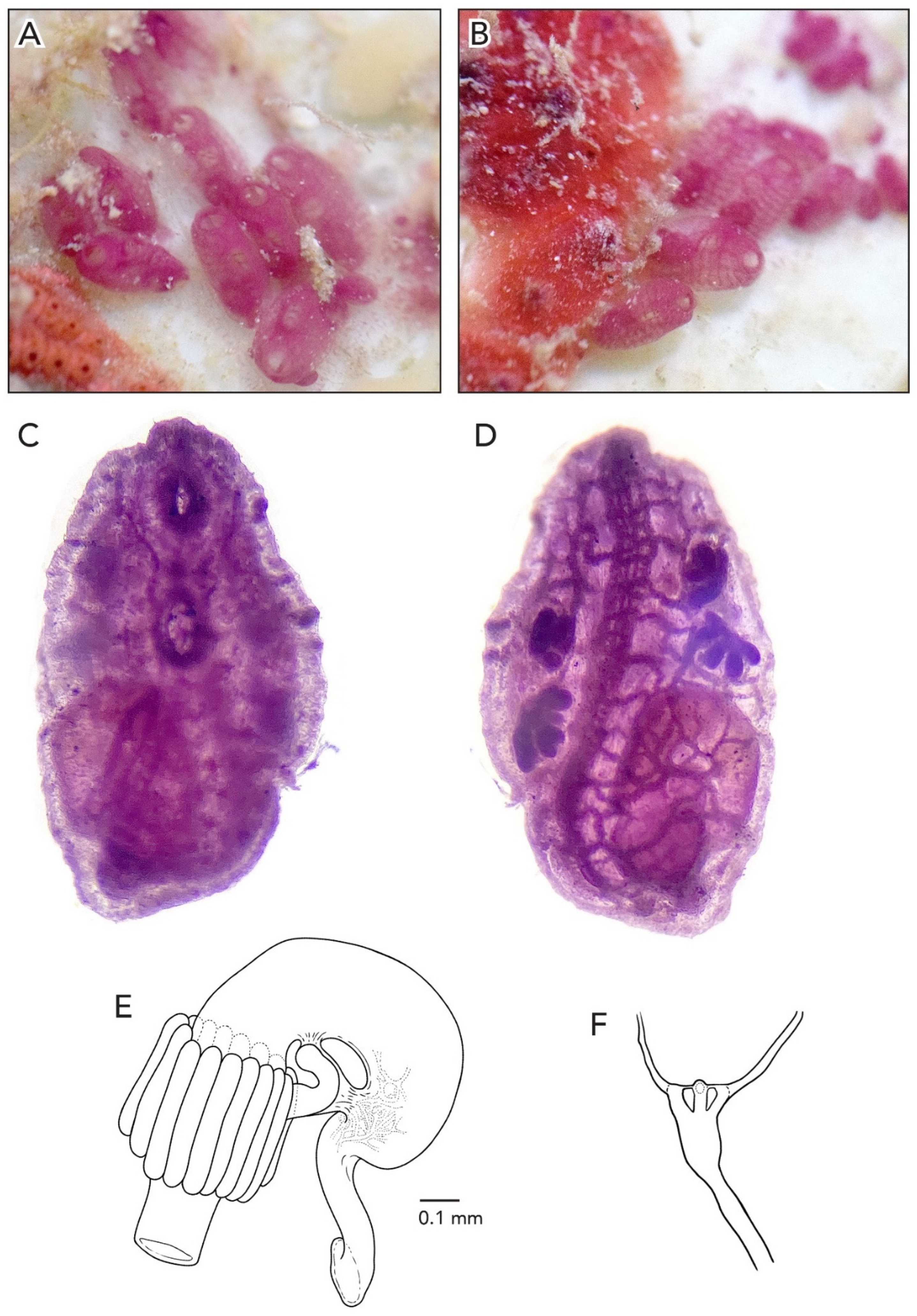 Diversity 14 00977 g015