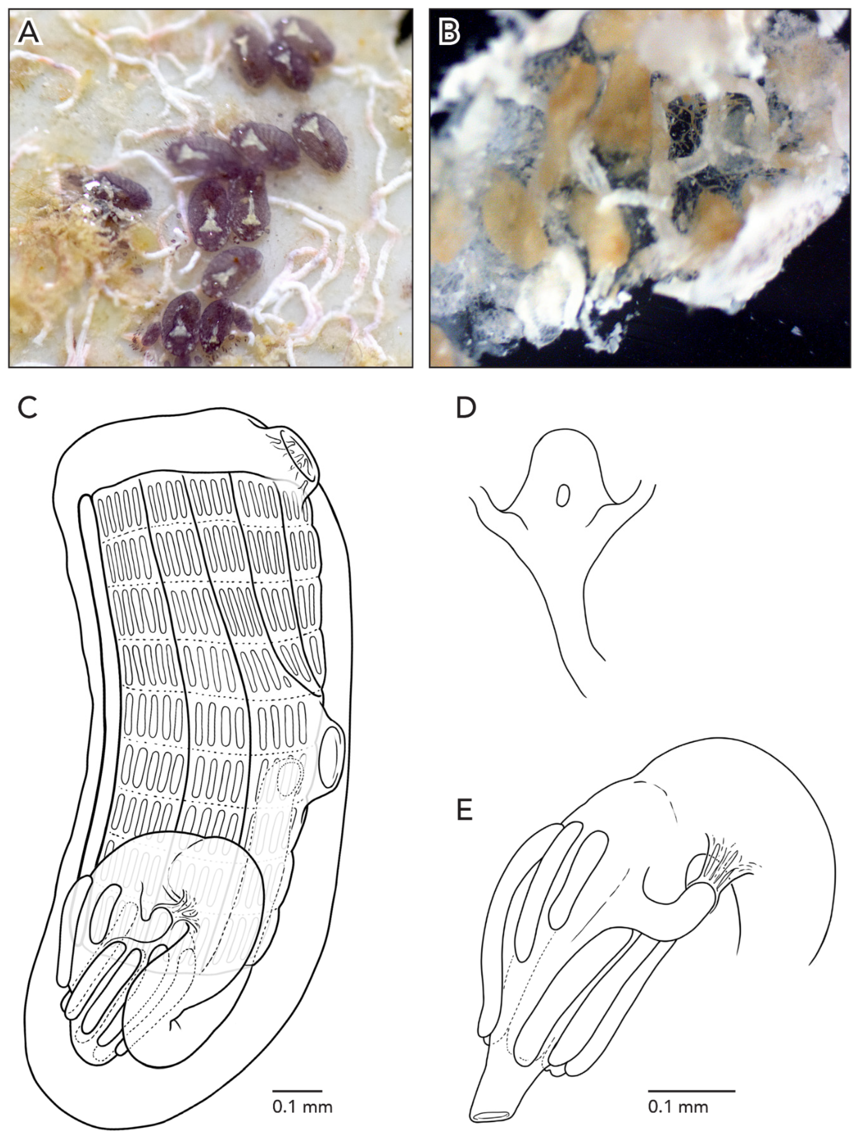 Diversity 14 00977 g016