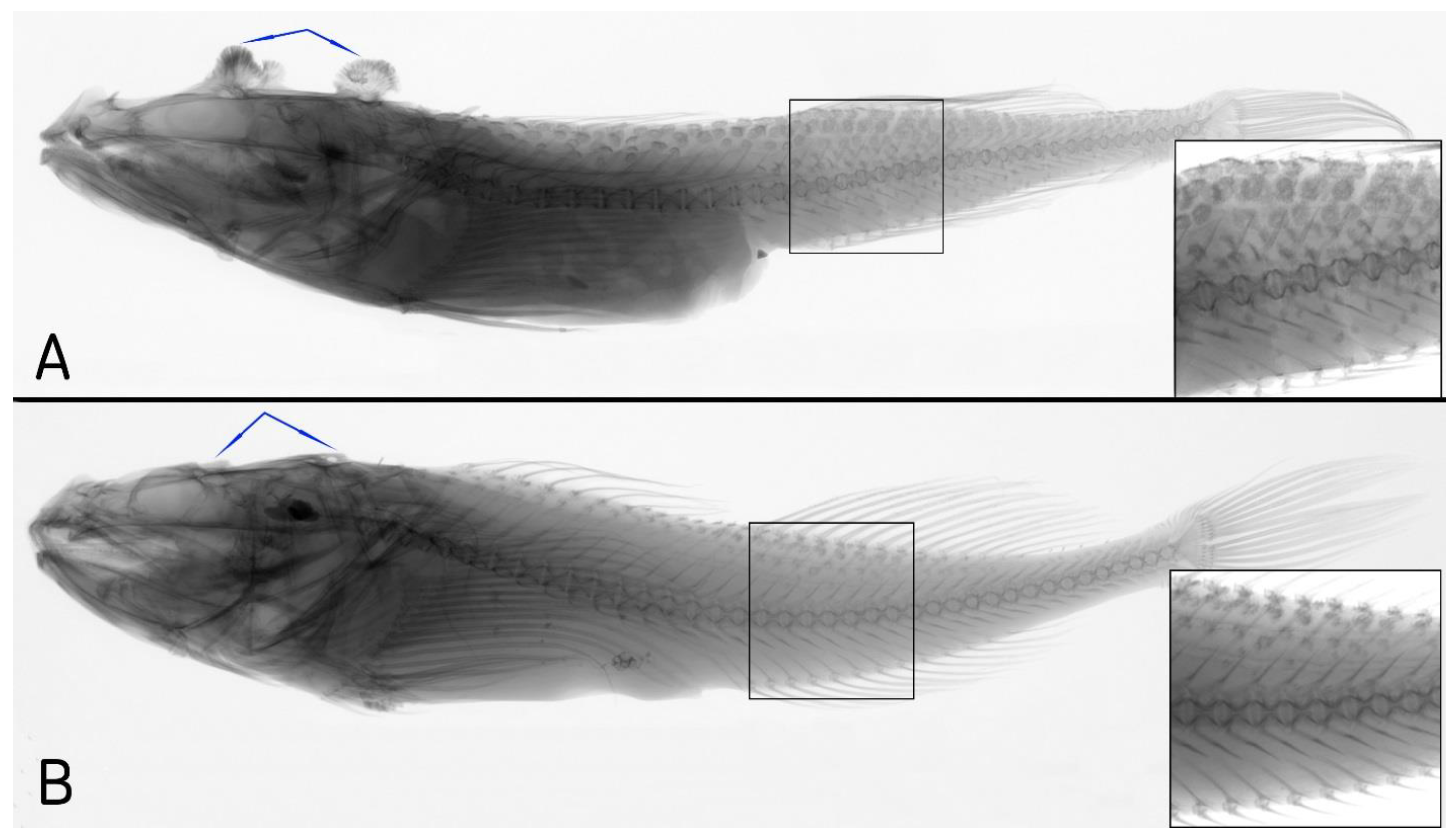 Diversity 14 00983 g003